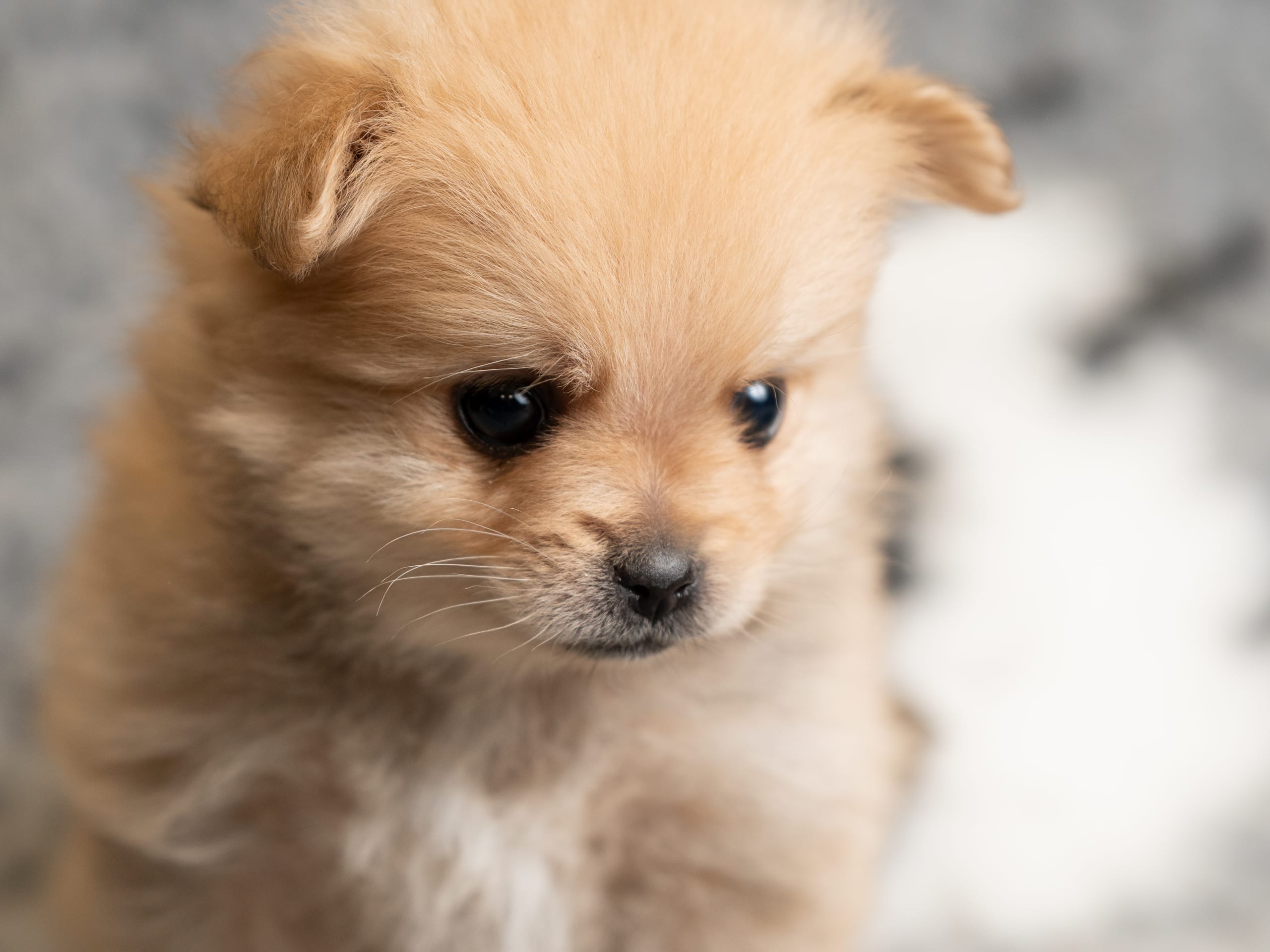 Pomeranian och Papillon · 2026-01-19 · Helsingborg · Alicia H.