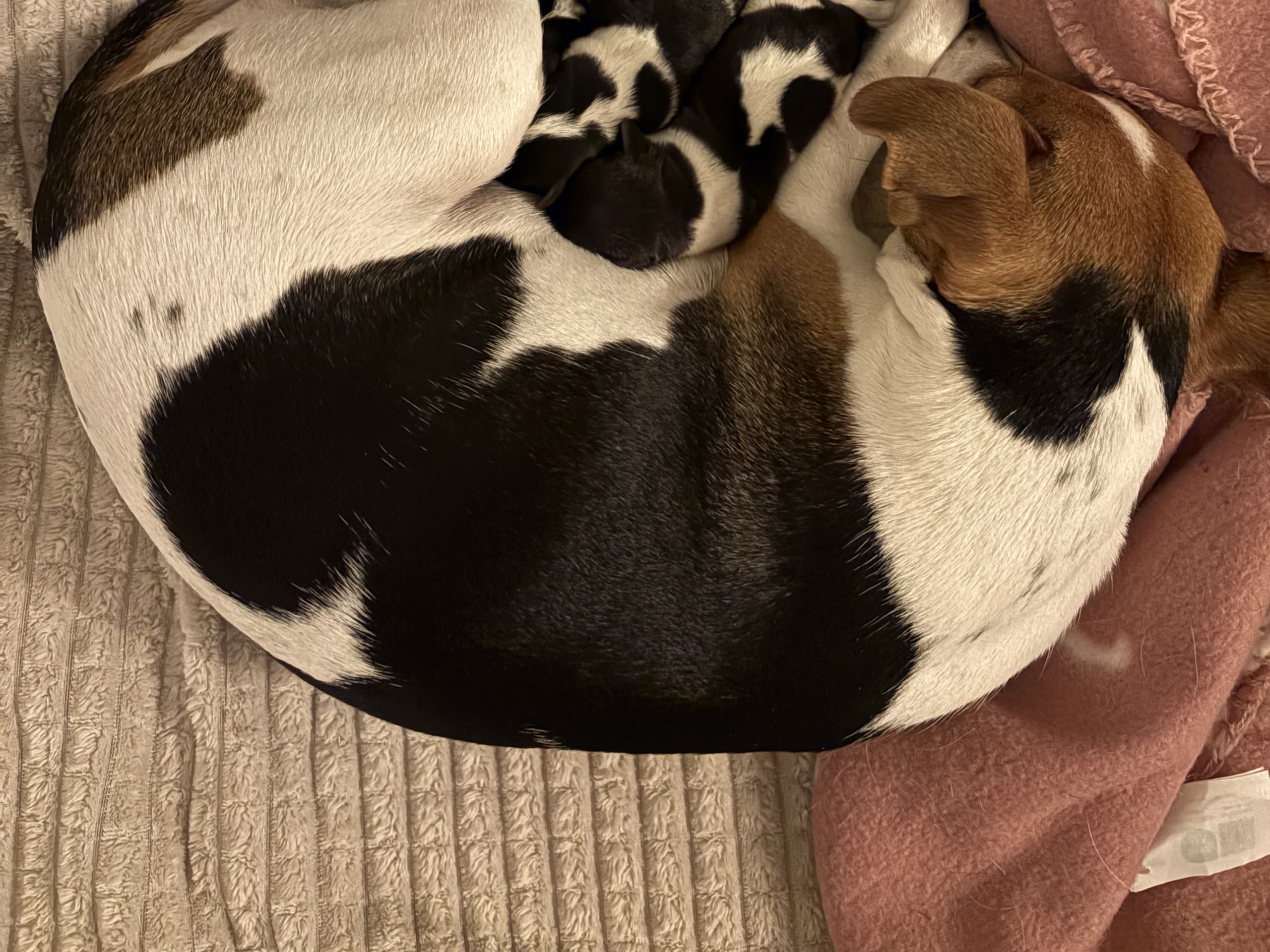 Dansk-svensk gårdshund