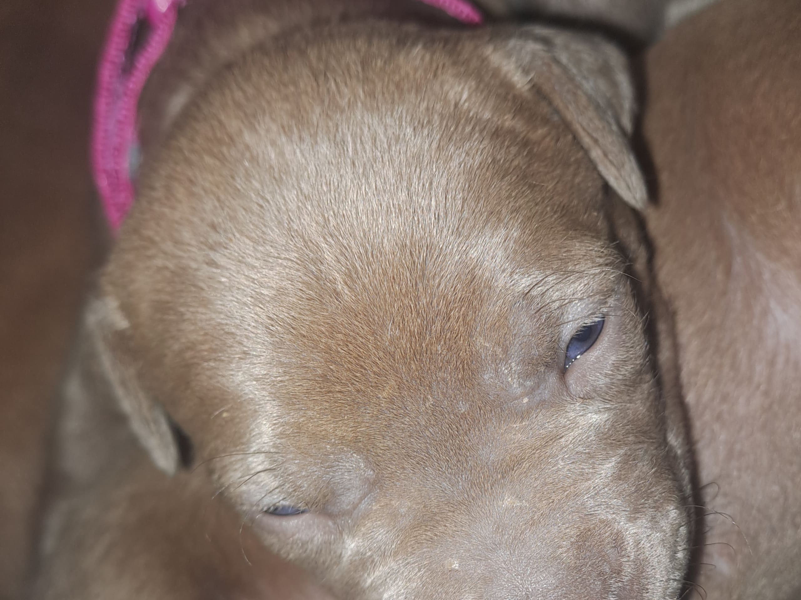 American bully · 2026-02-16 · Torshälla · Emelie R.