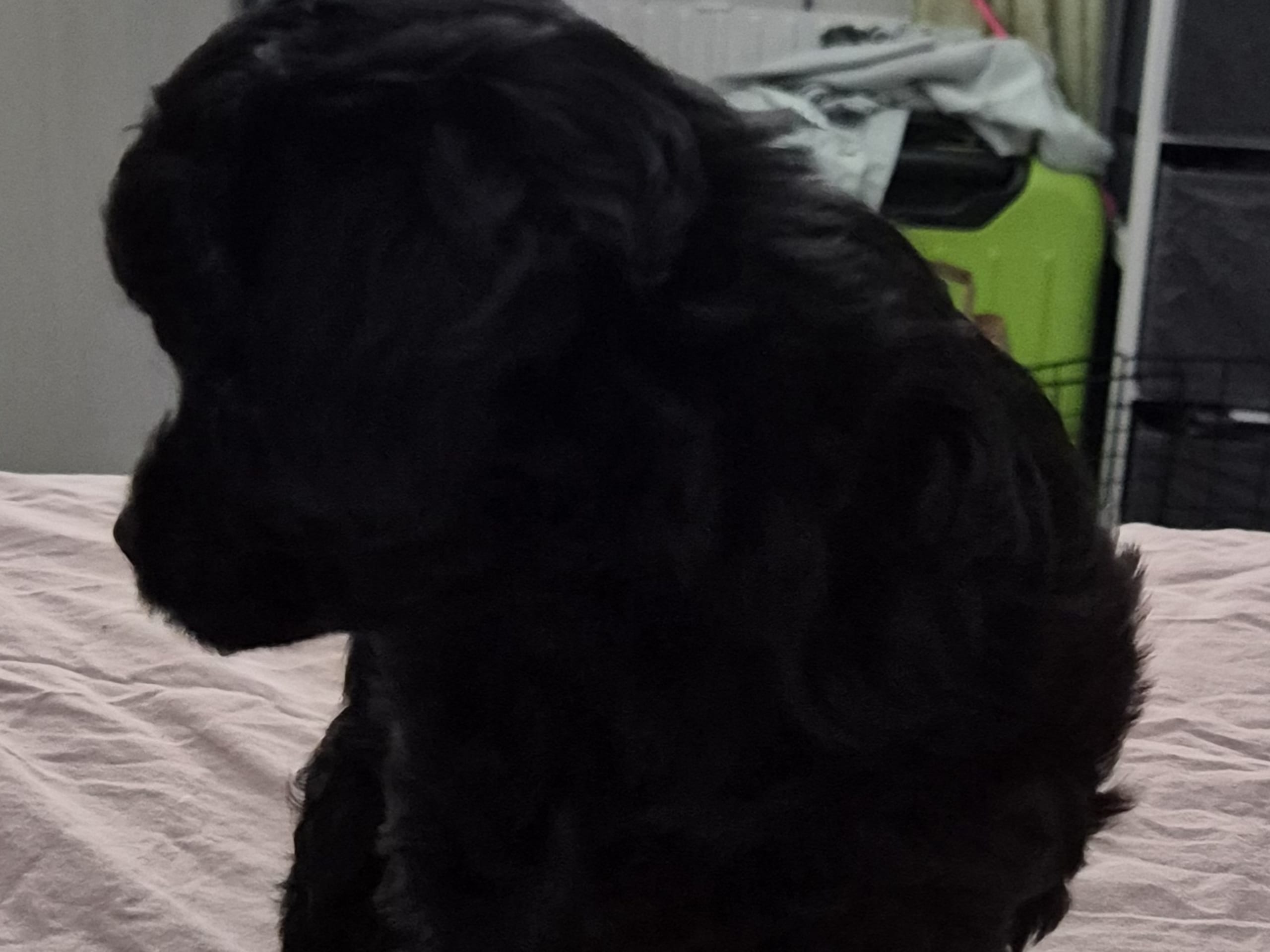 Cresterpoo · 2025-12-12 · Vara · Viktoria S.