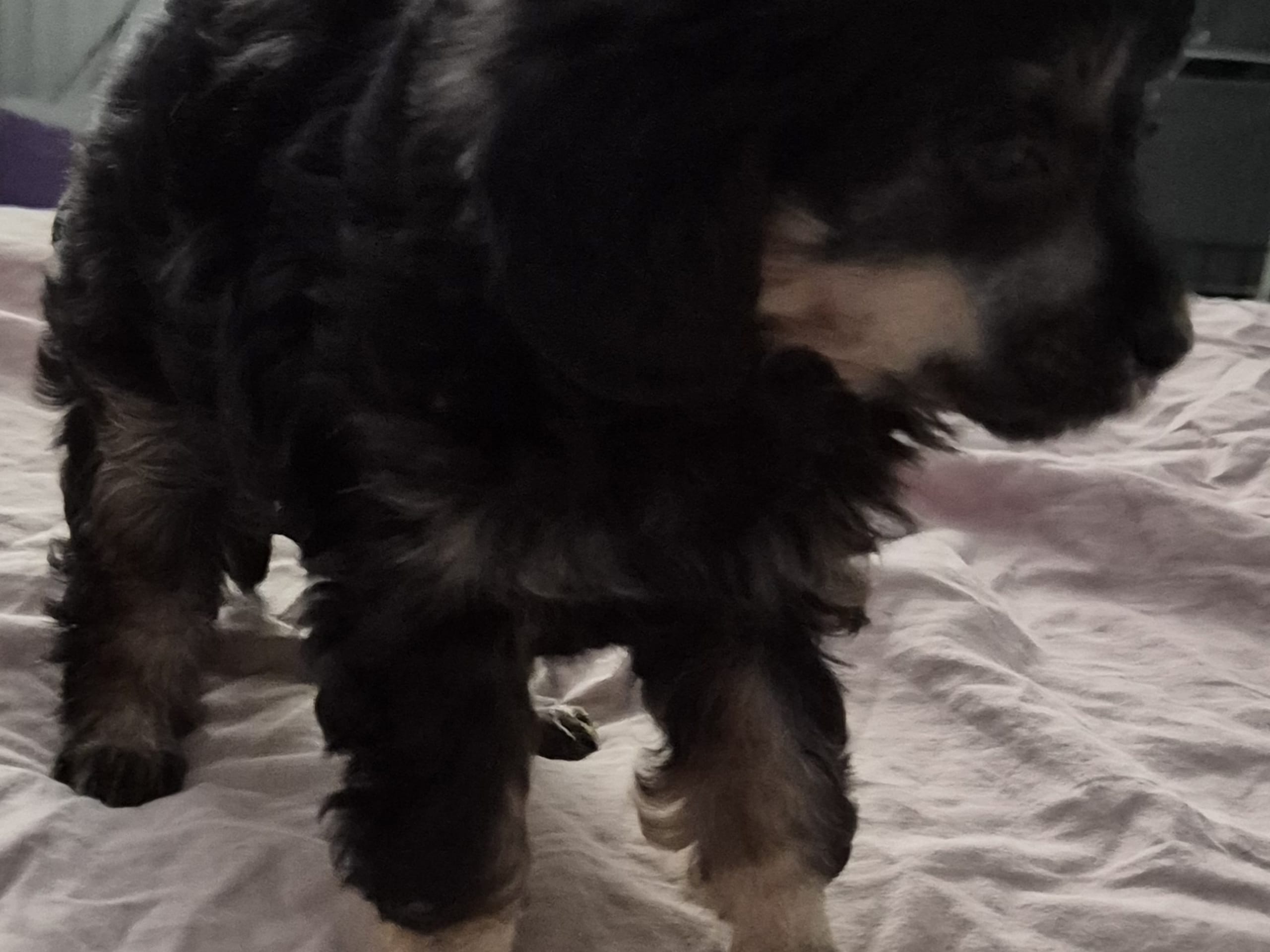 Cresterpoo · 2025-12-12 · Vara · Viktoria S.