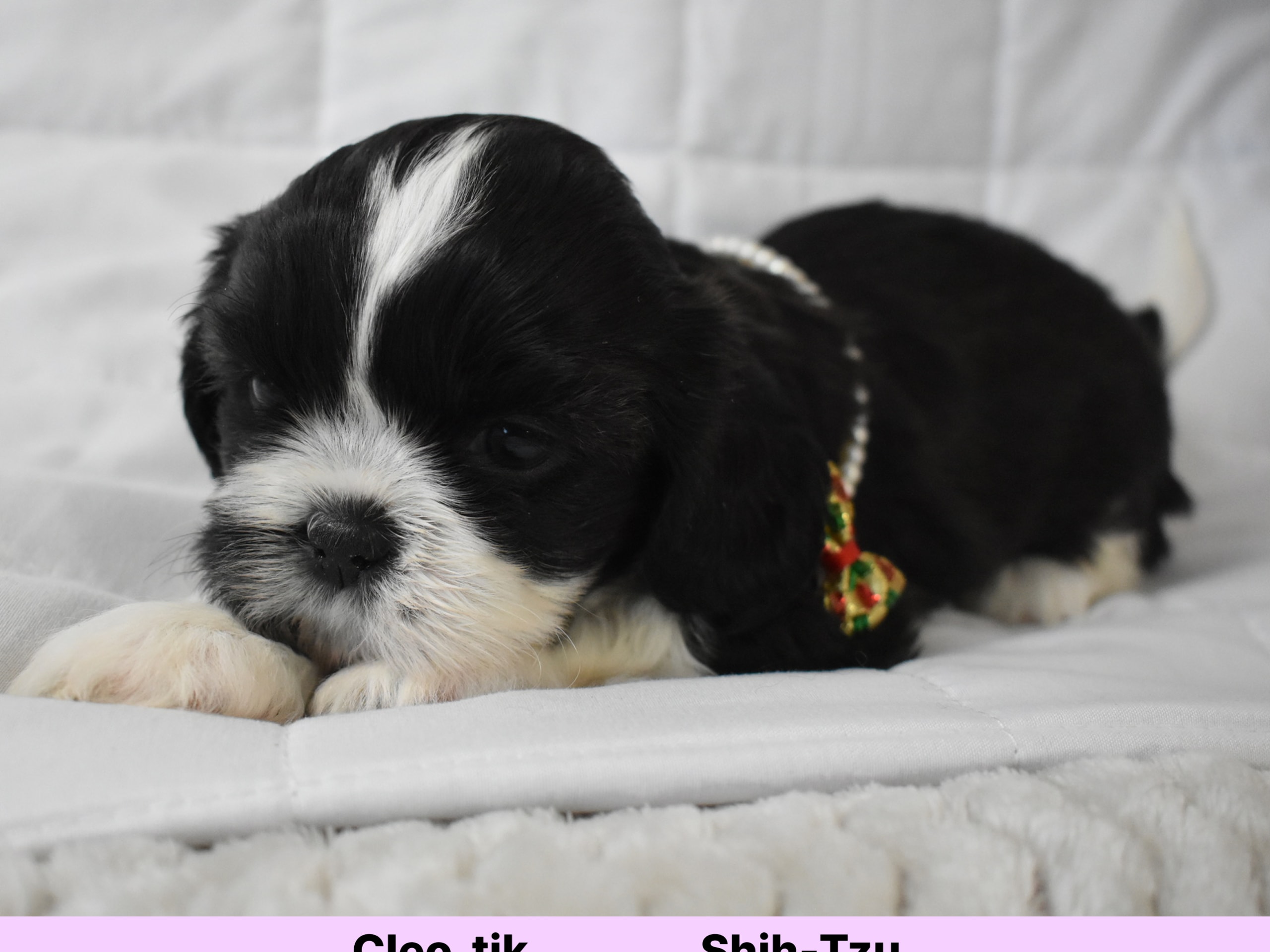 Shih tzu