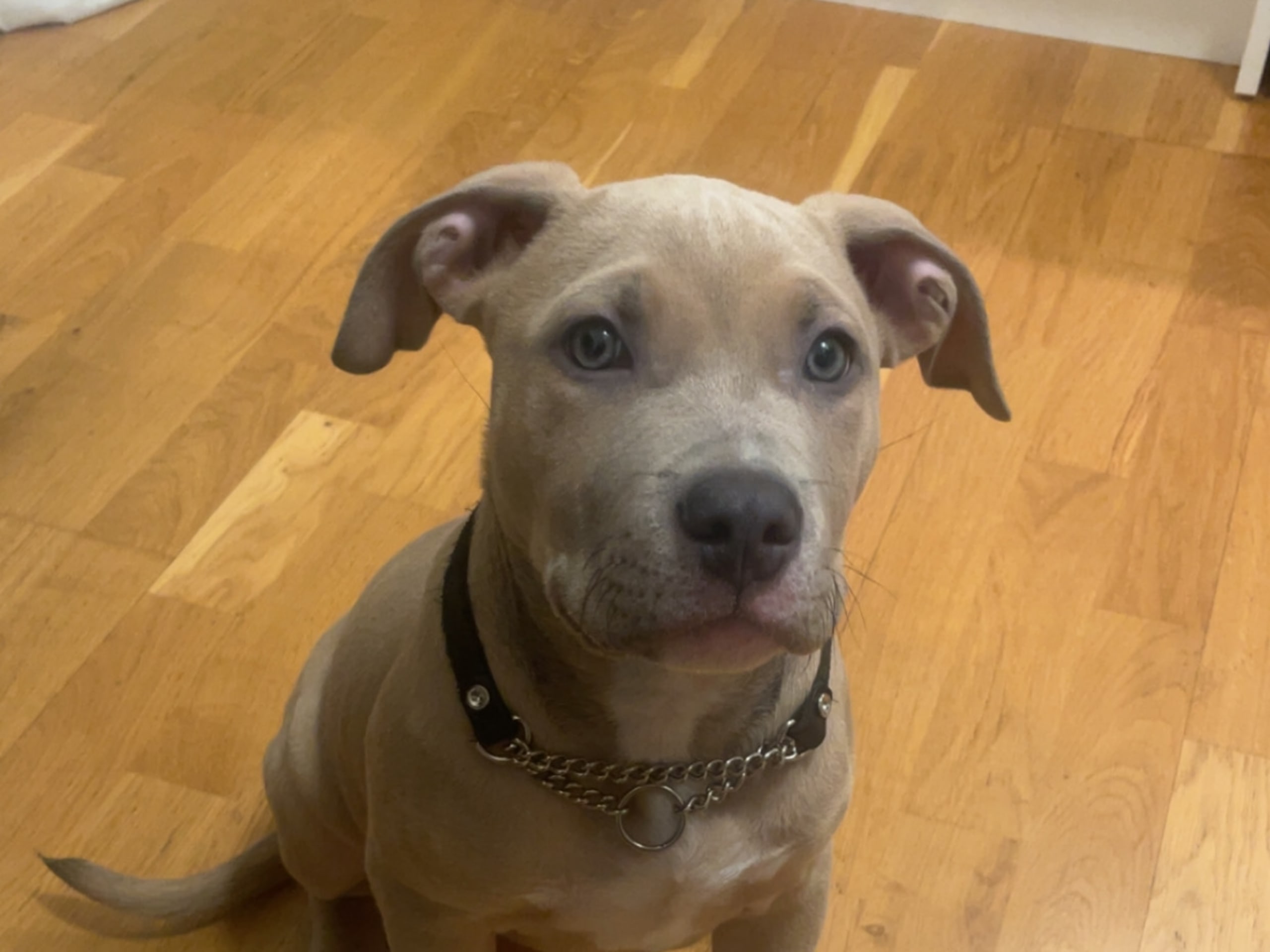 American staffordshire terrier