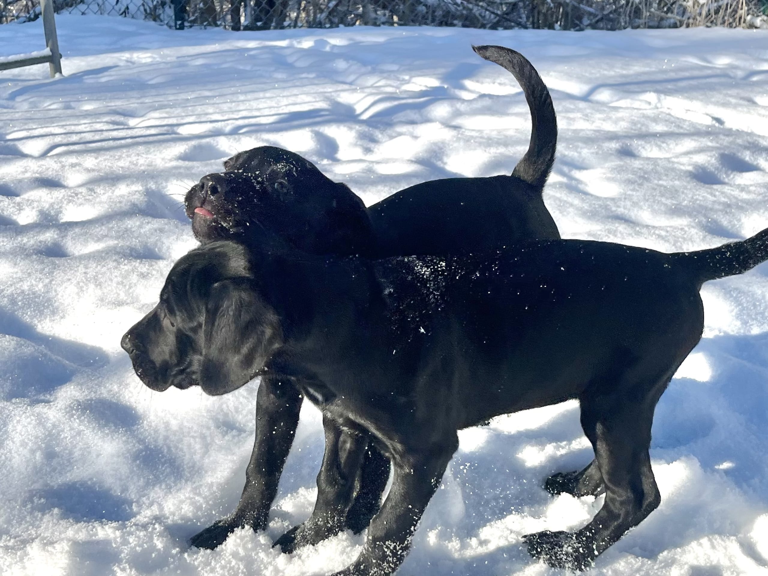 Blandras · 2025-12-07 · Frillesås · Weronika Z.