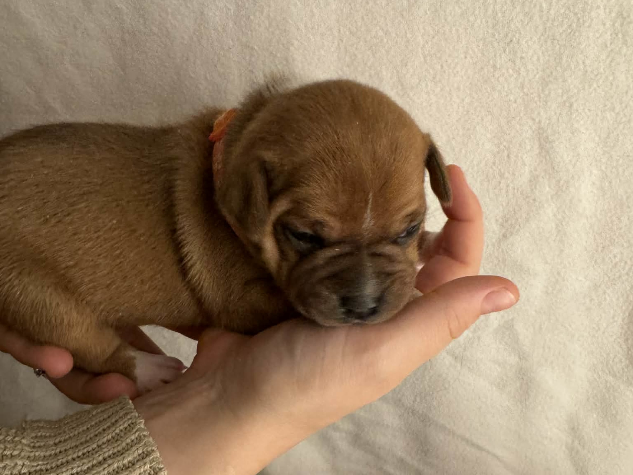 Staffordshire bullterrier