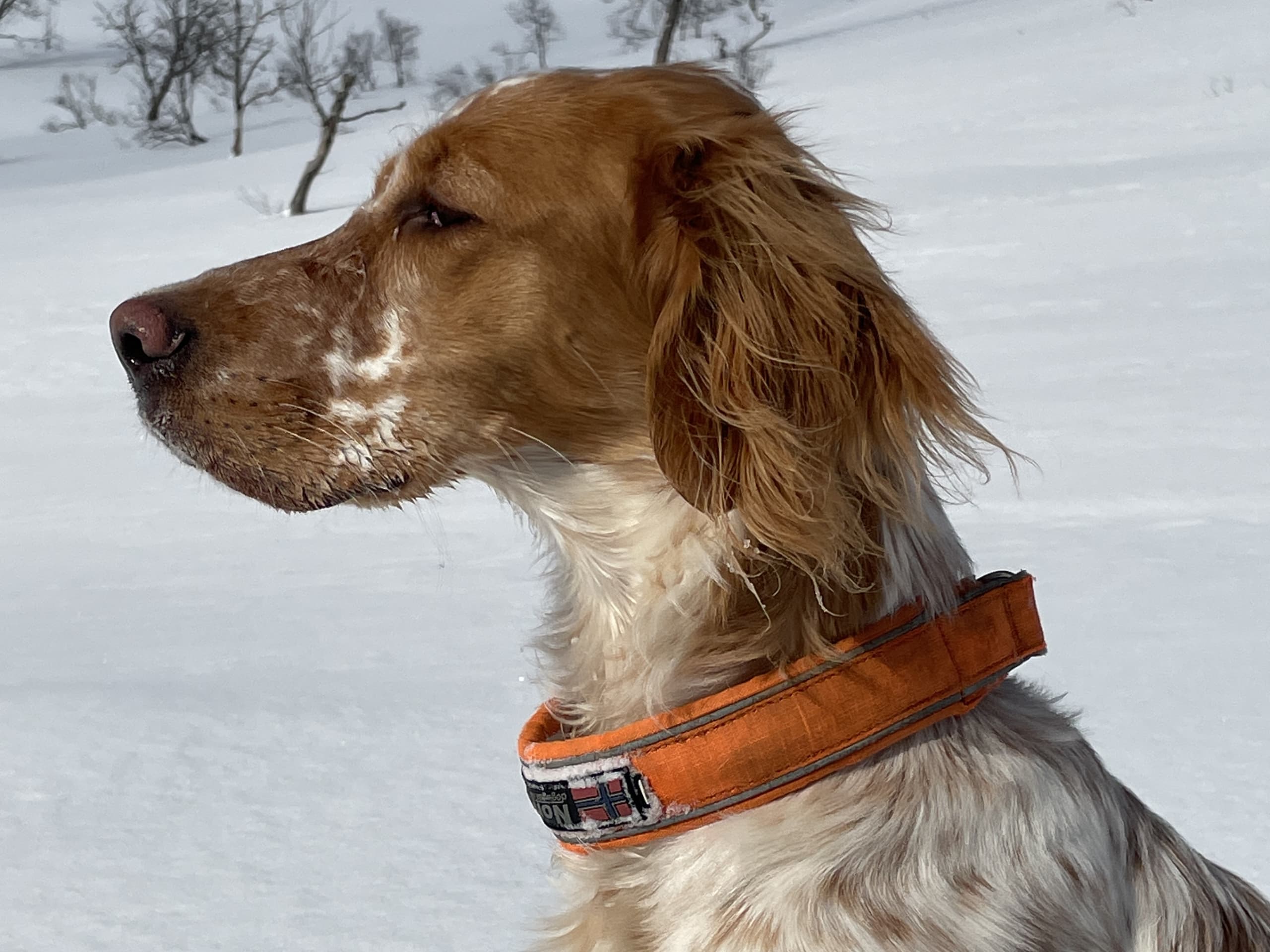 Engelsk setter · 2026-03-13 · Førde · Joachim M.