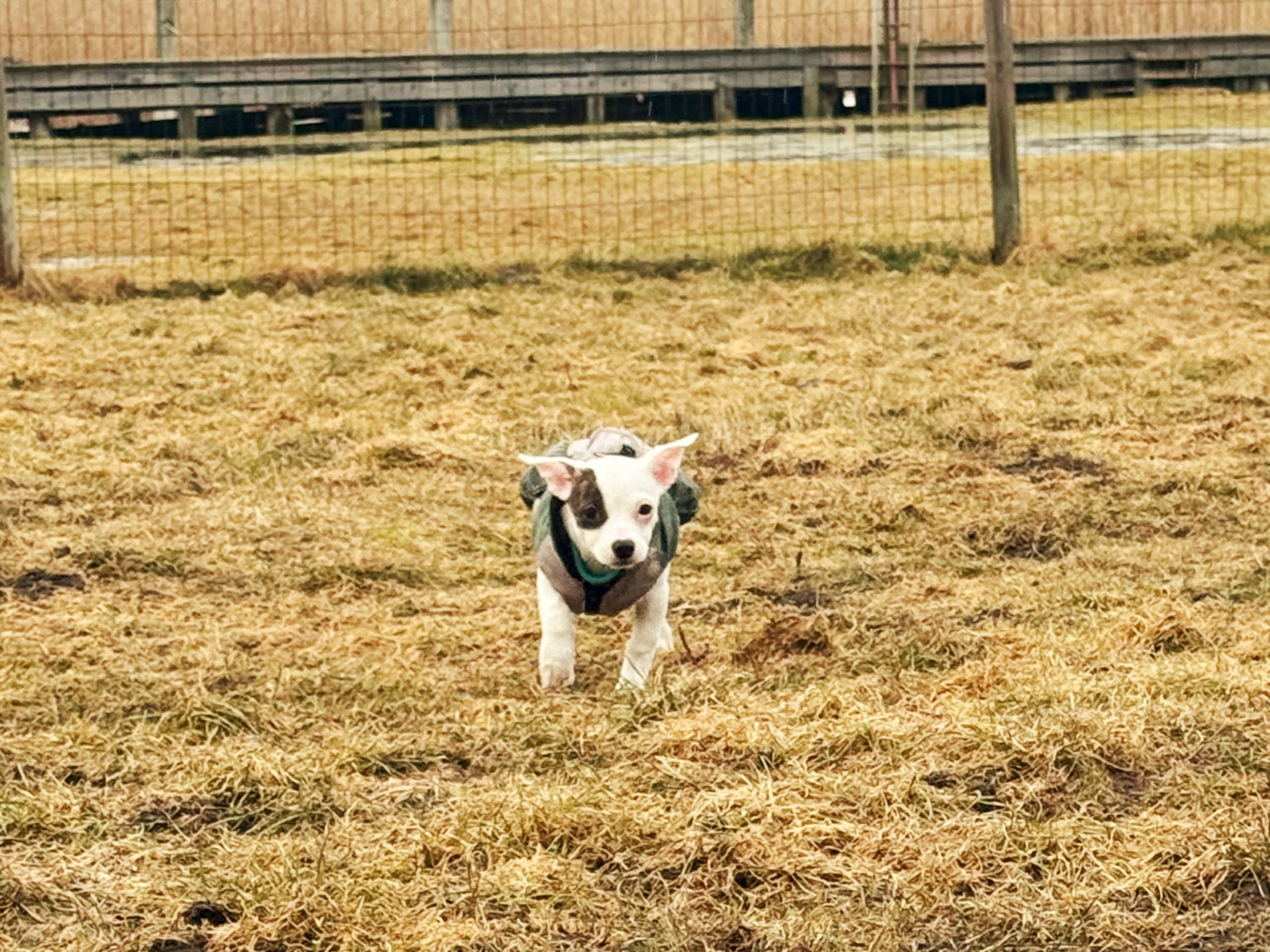 Chihuahua/Amrican bully · 2025-11-11 · Trosa · Anette S.