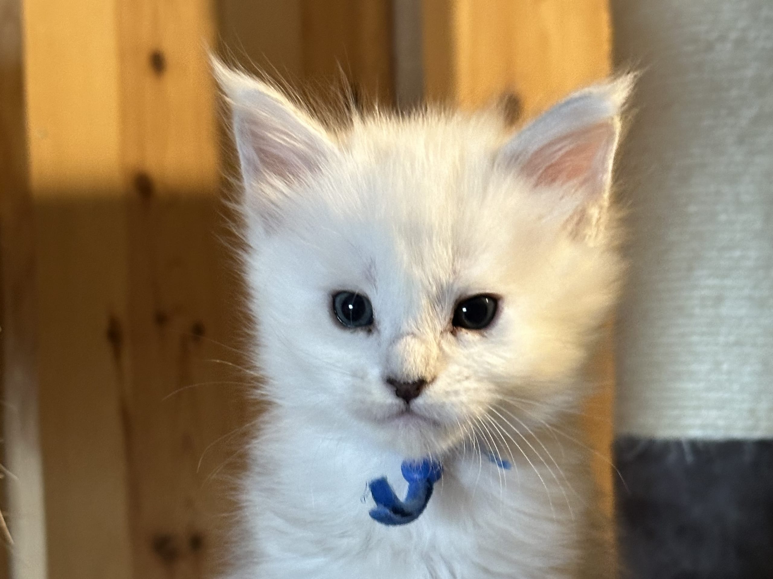 Maine Coon · 2026-02-10 · Kristiansand · NO* HavPerlen’s