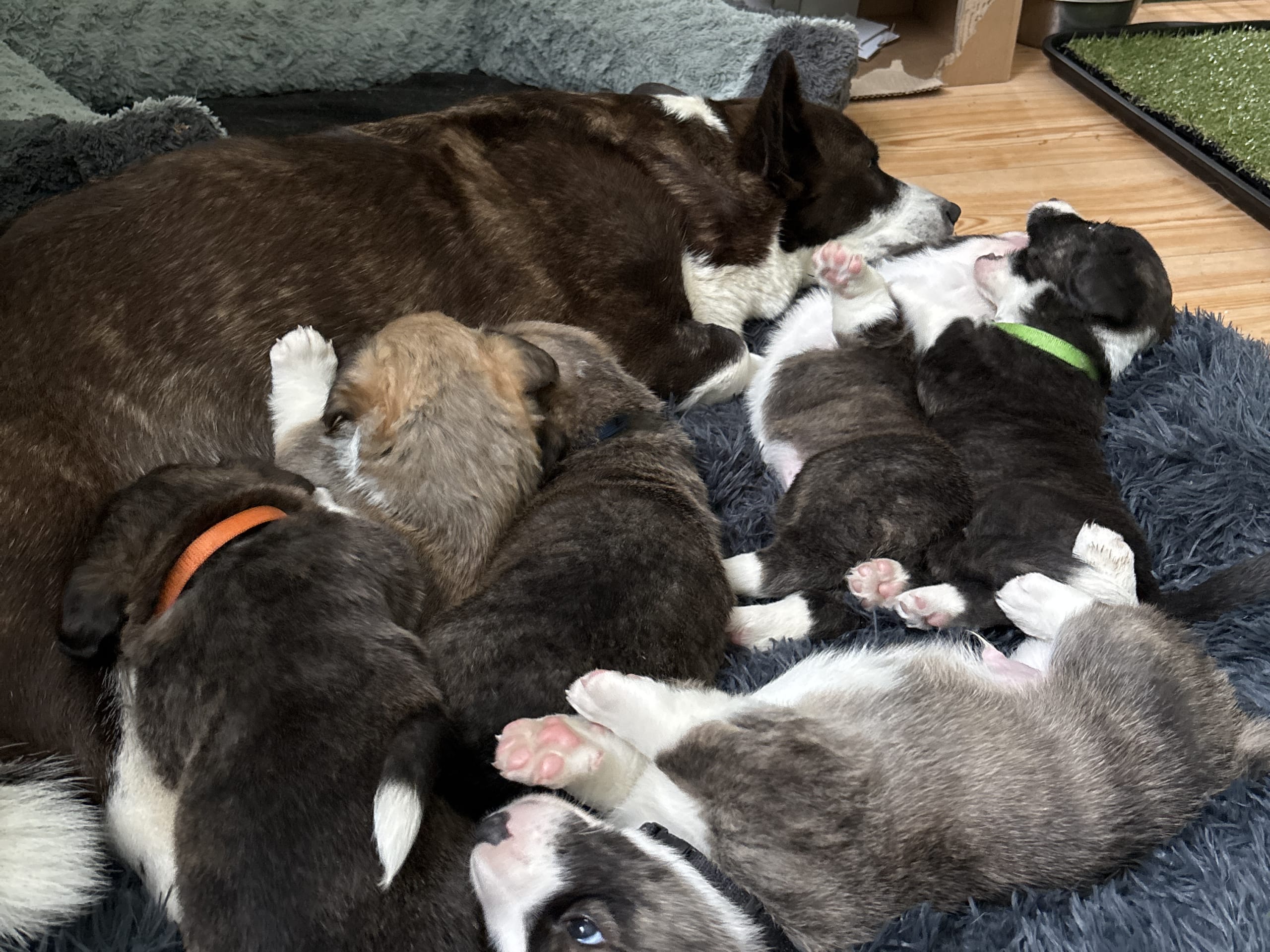 Welsh corgi cardigan
