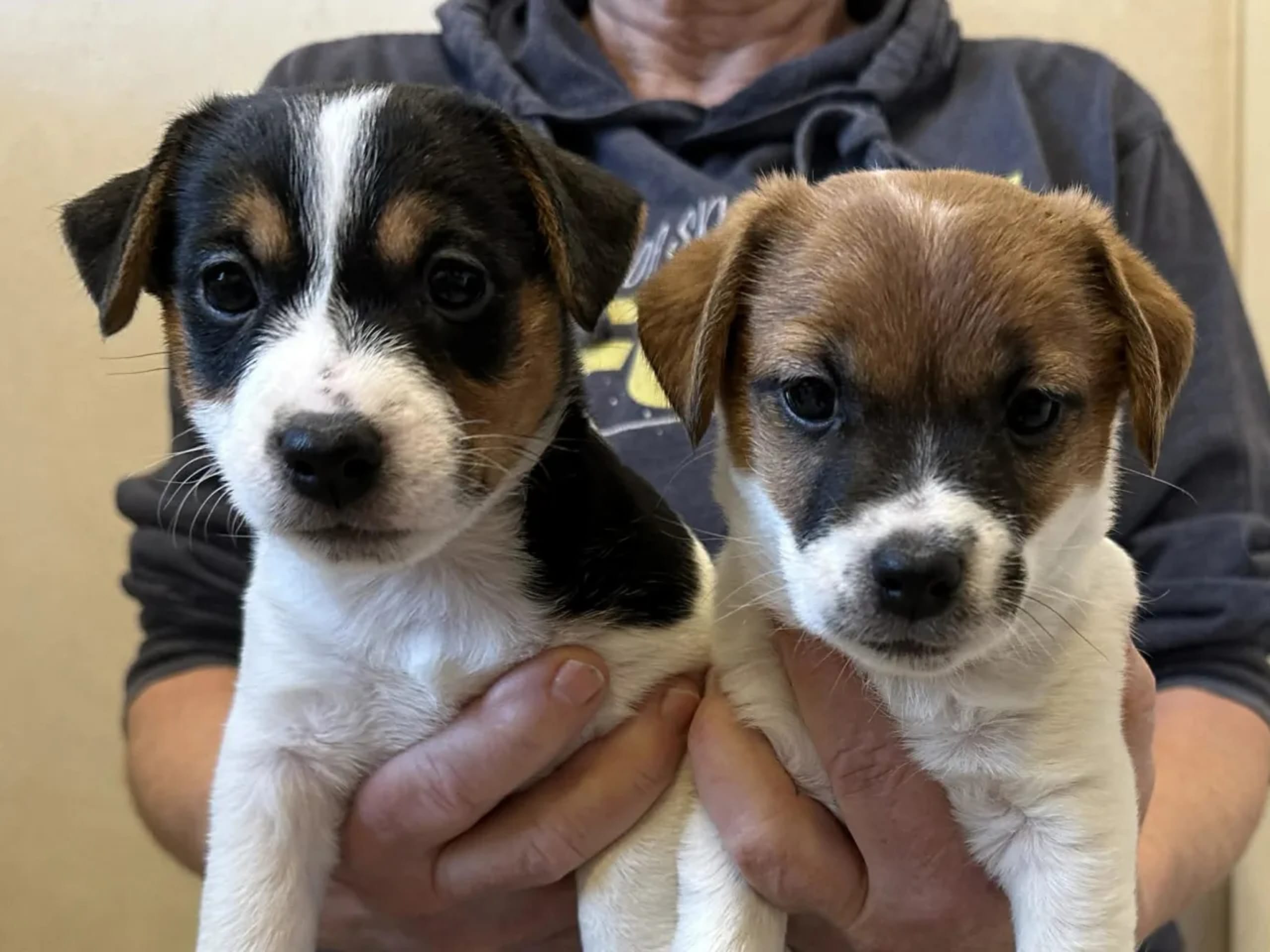 Jack russell terrier