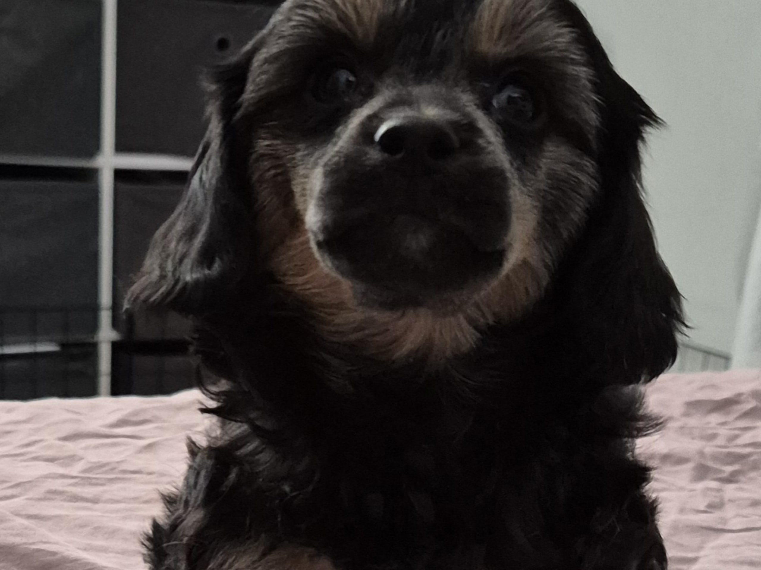 Cresterpoo · 2025-12-12 · Vara · Viktoria S.