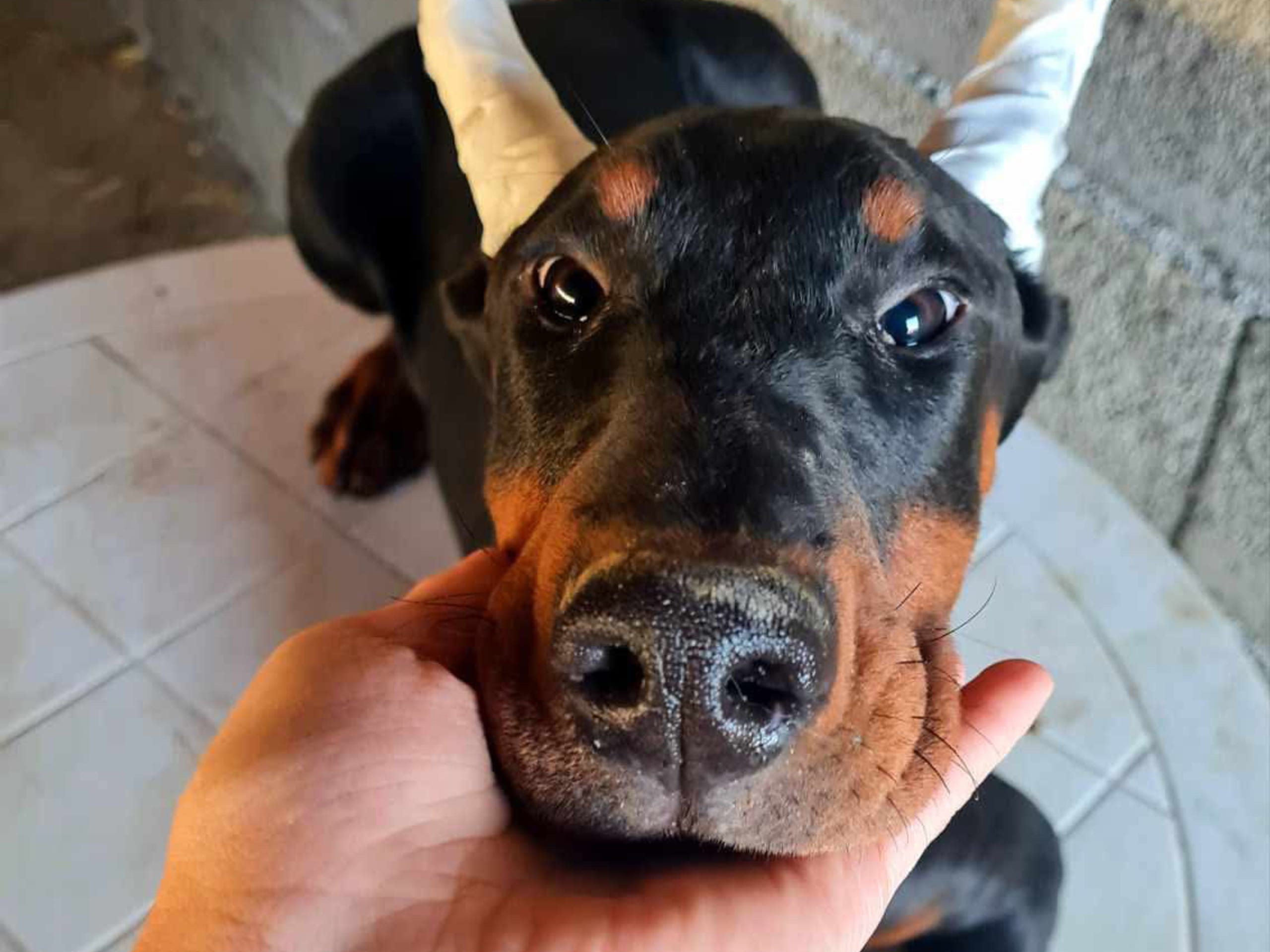 Dobermann