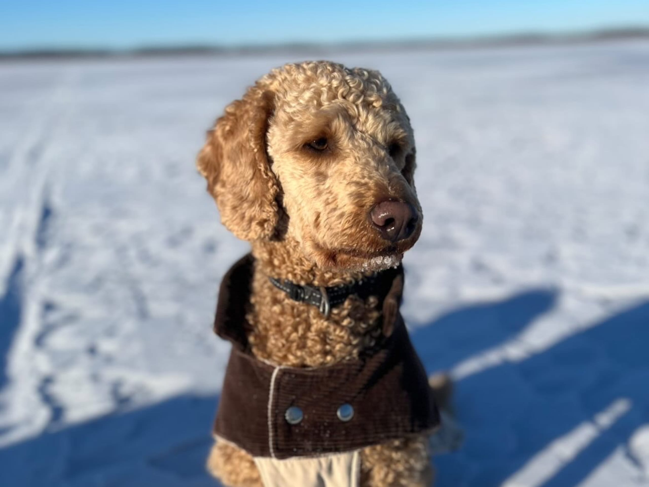 Labradoodle Goldendoodle · 2026-02-07 · Kumla · Malin S.