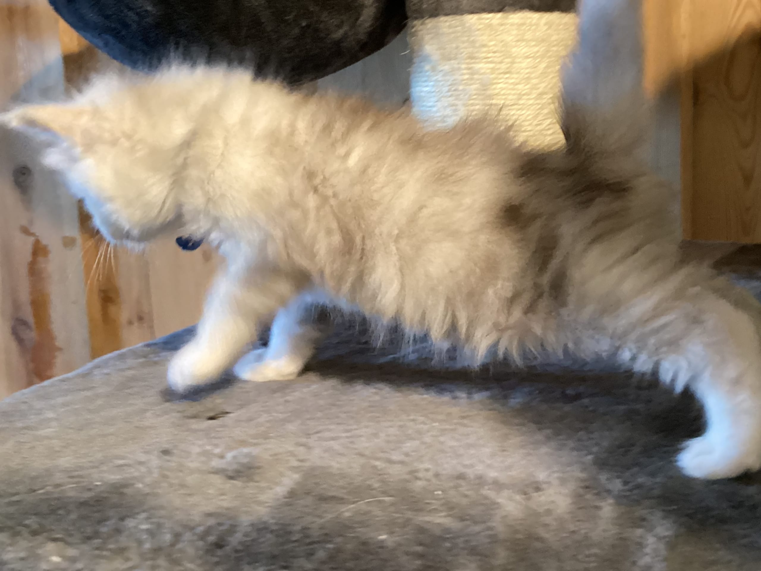 Maine Coon · 2026-02-10 · Kristiansand · NO* HavPerlen’s