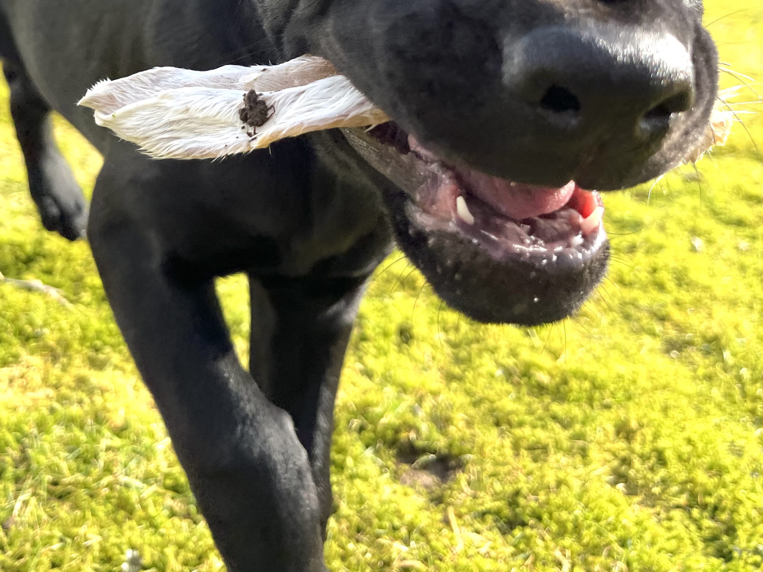 Blandras · 2025-12-07 · Frillesås · Weronika Z.