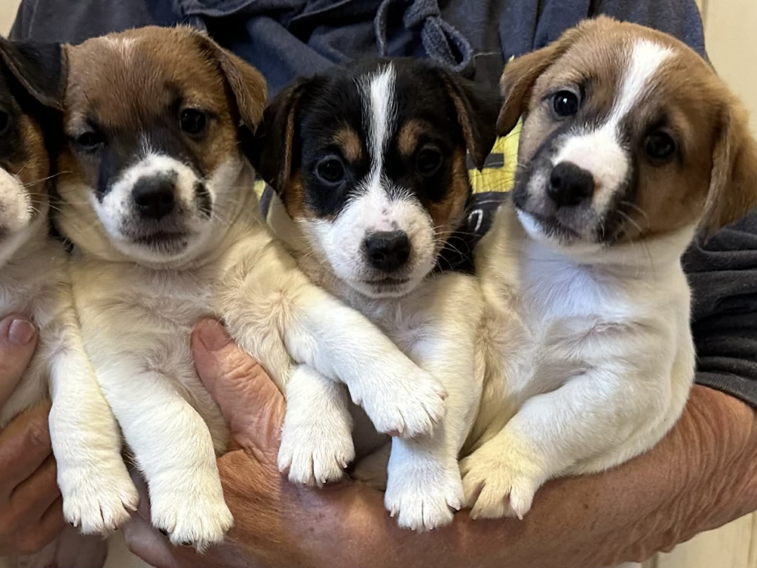 Jack russell terrier