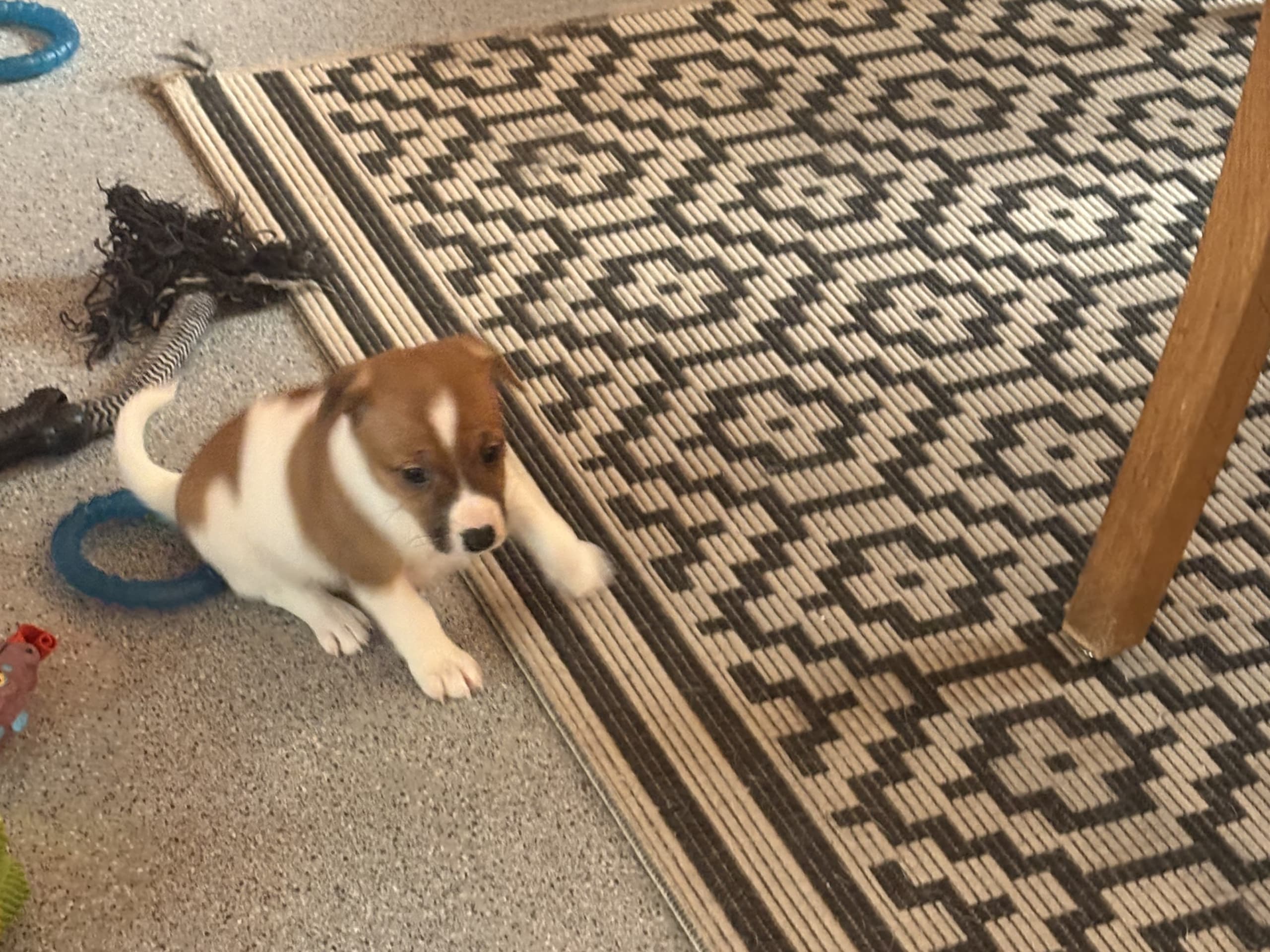 Dansk-svensk gårdshund