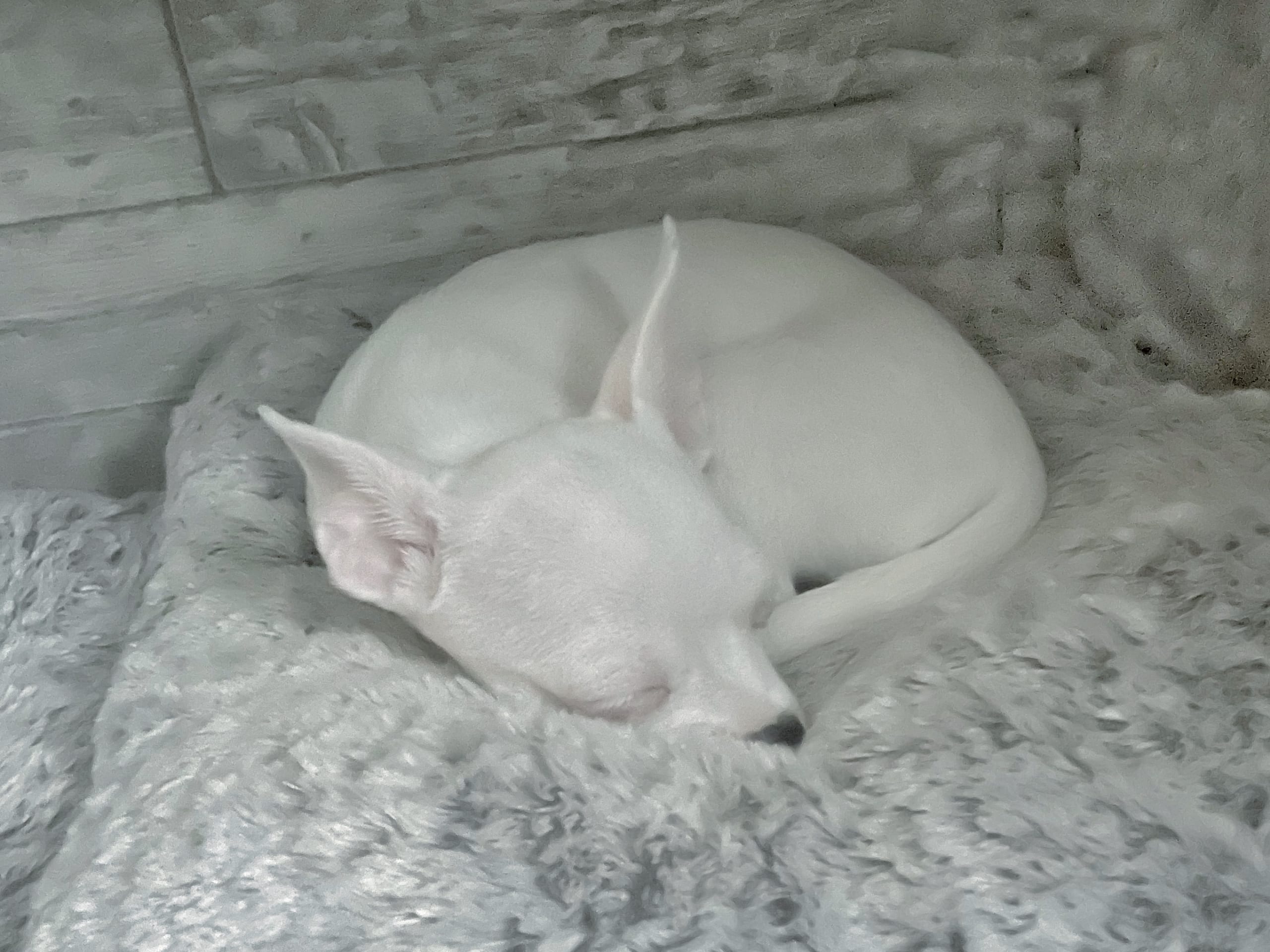 Chihuahua/Amrican bully · 2025-11-11 · Trosa · Anette S.