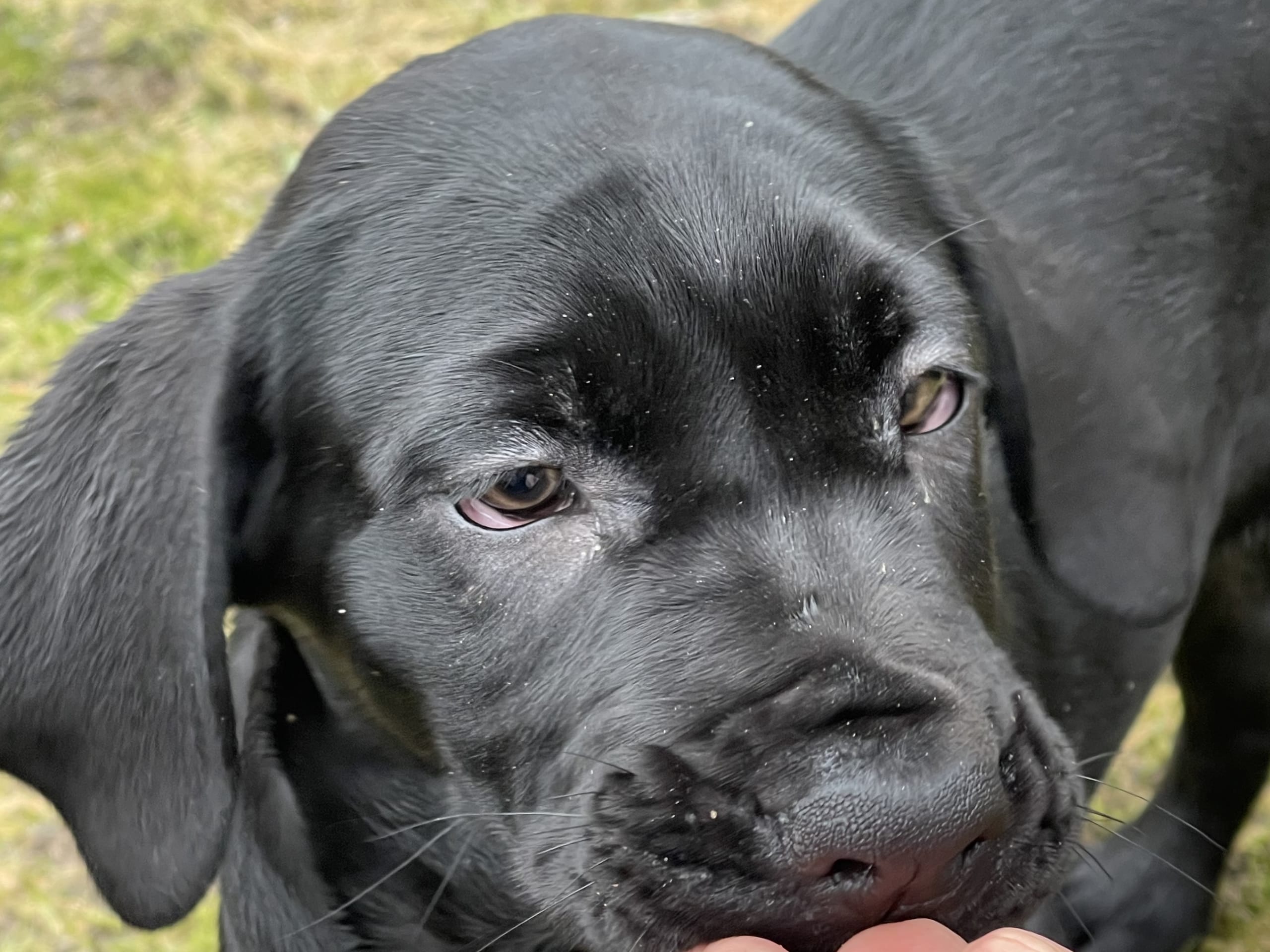 Blandras · 2025-12-07 · Frillesås · Weronika Z.