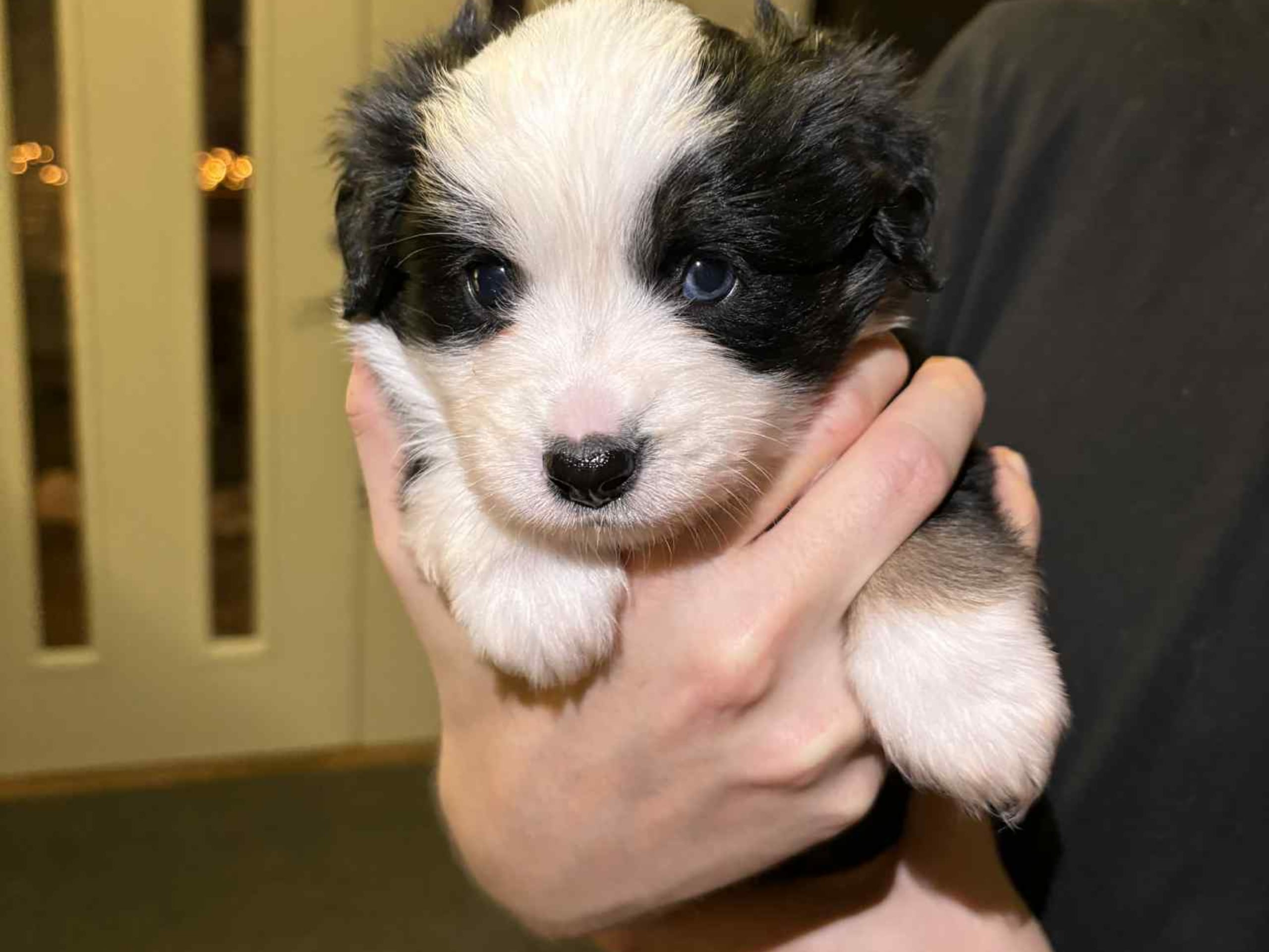 Miniature american shepherd