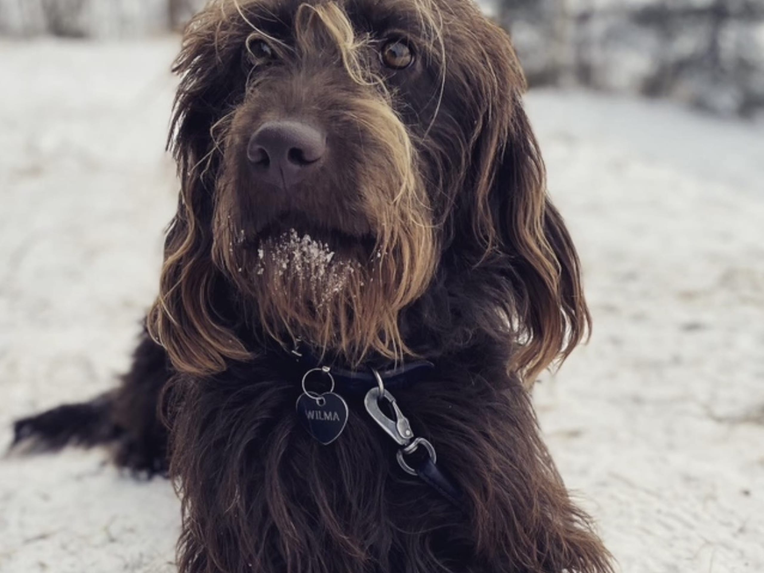 Labradoodle Goldendoodle · 2026-02-07 · Kumla · Malin S.