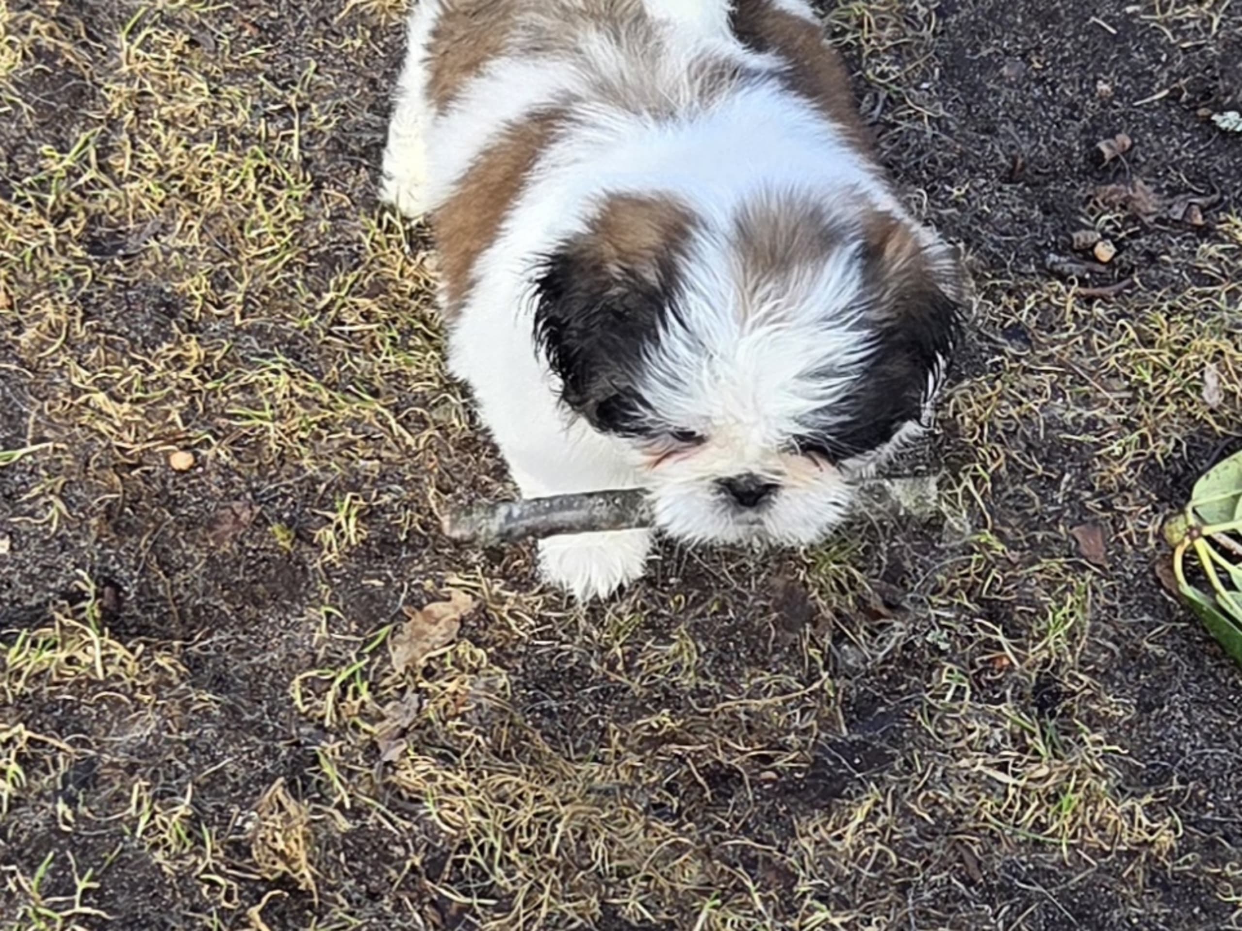 Shih tzu