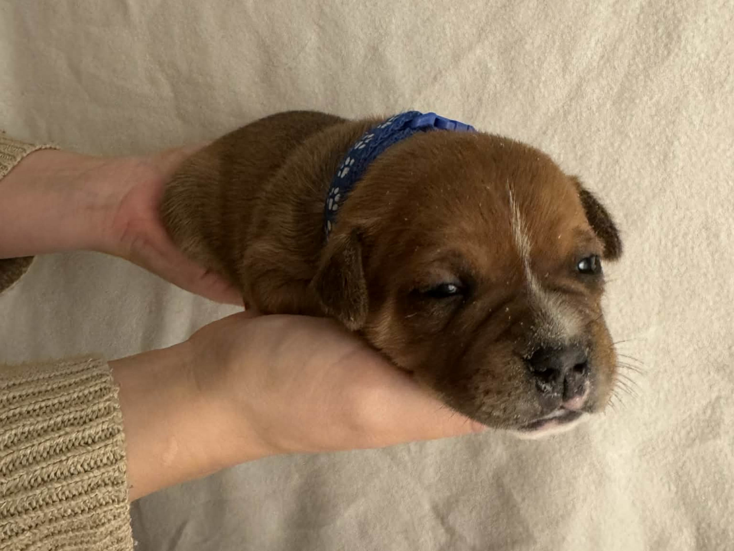 Staffordshire bullterrier