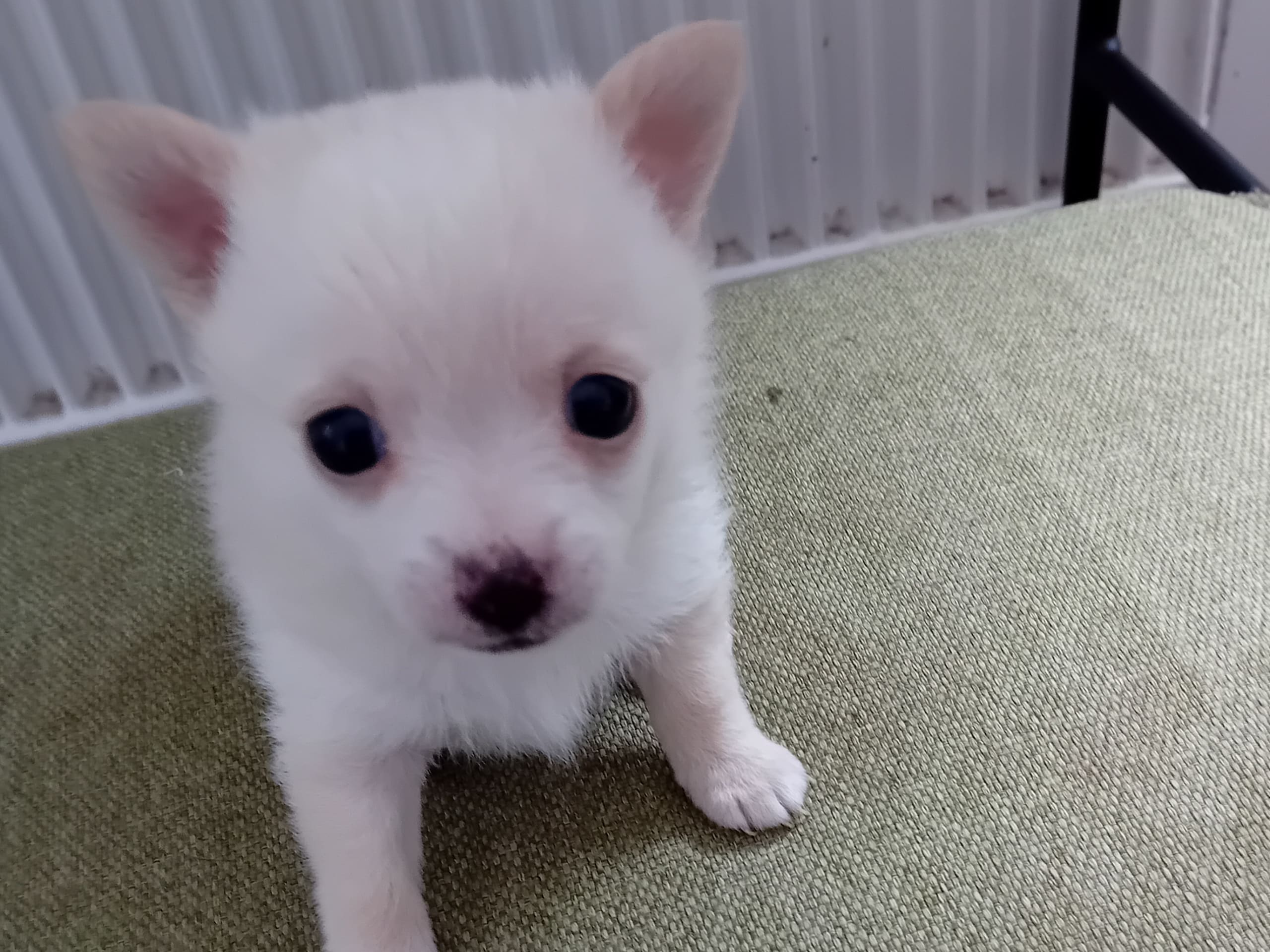 Blandras Pomchi · 2026-01-26 · Svenljunga · Sirpa O.