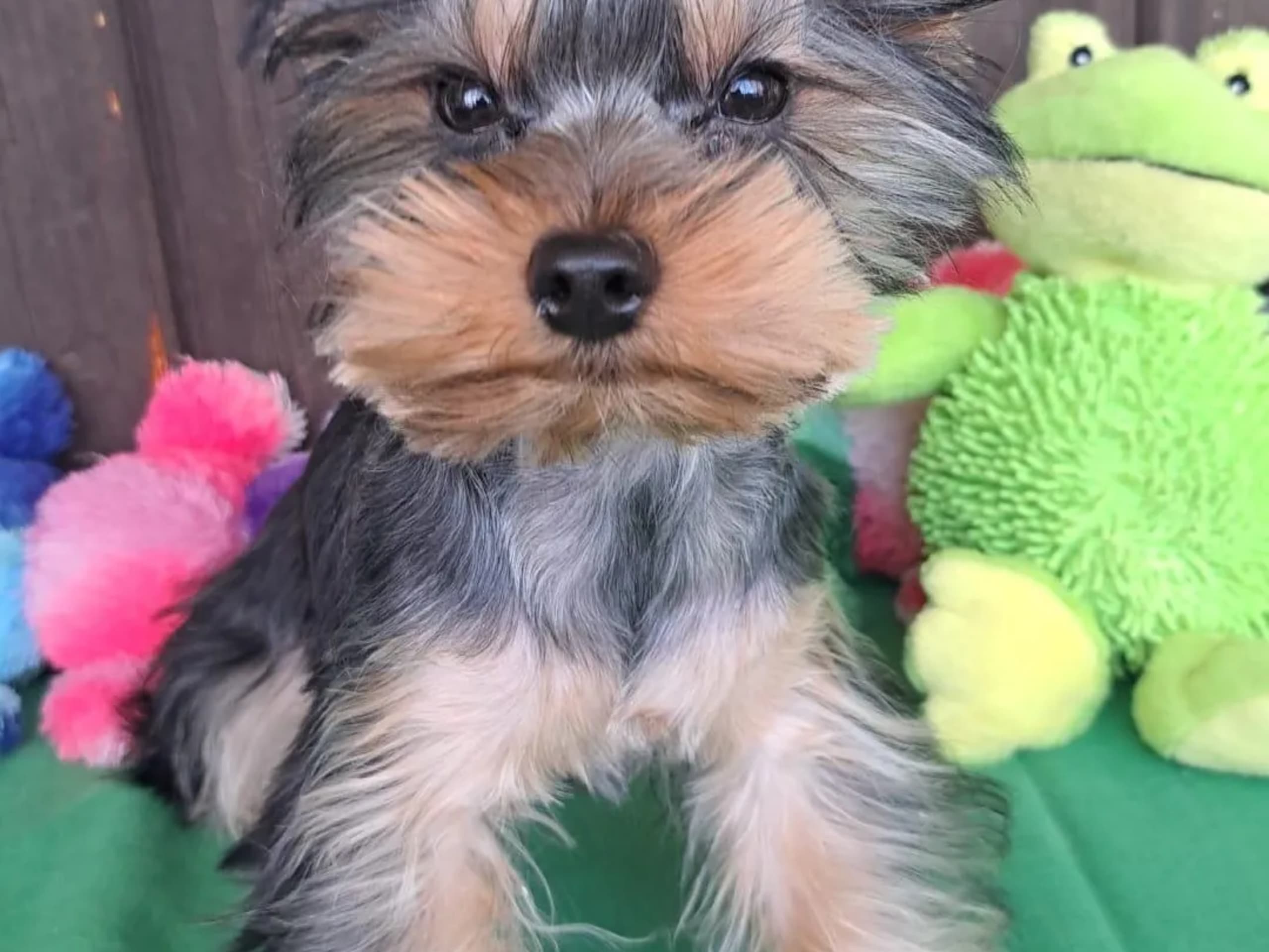 Yorkshireterrier