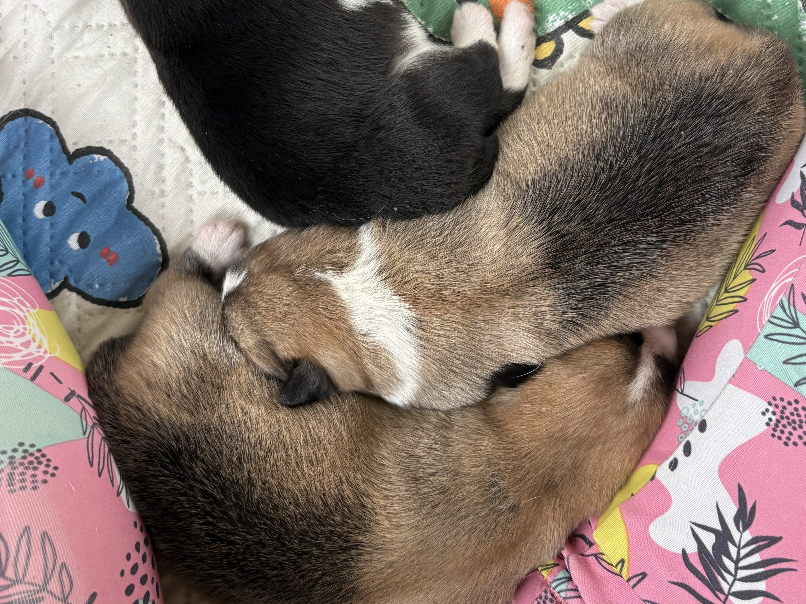 Welsh corgi pembroke