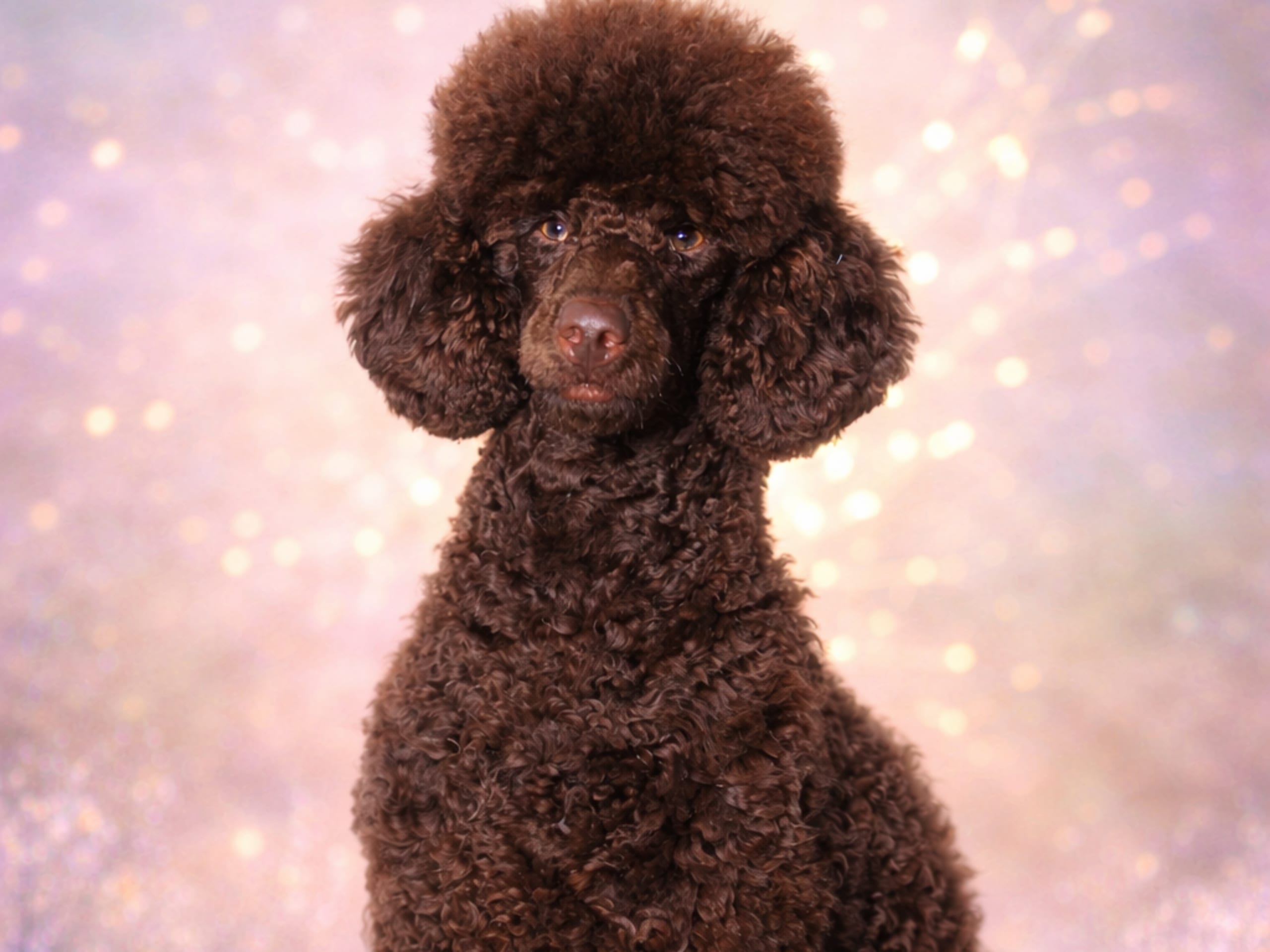 Lolliedoodle · 2026-05-10 · Gårdsjö · Devzdoodle