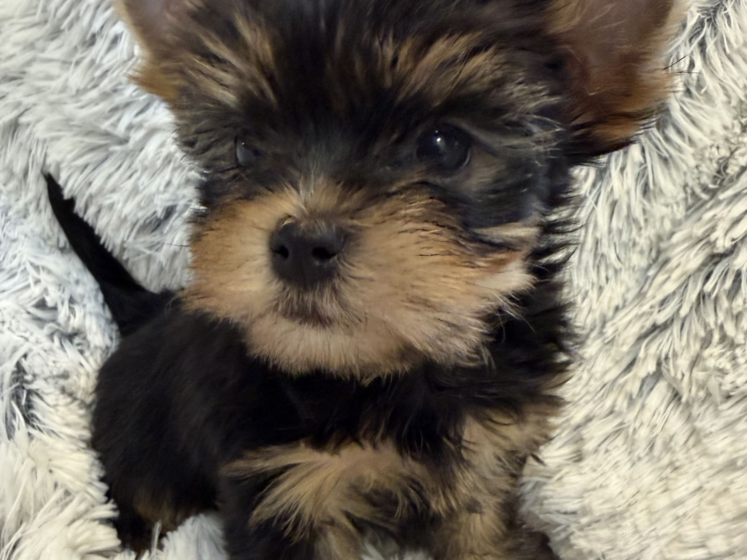 Yorkshireterrier