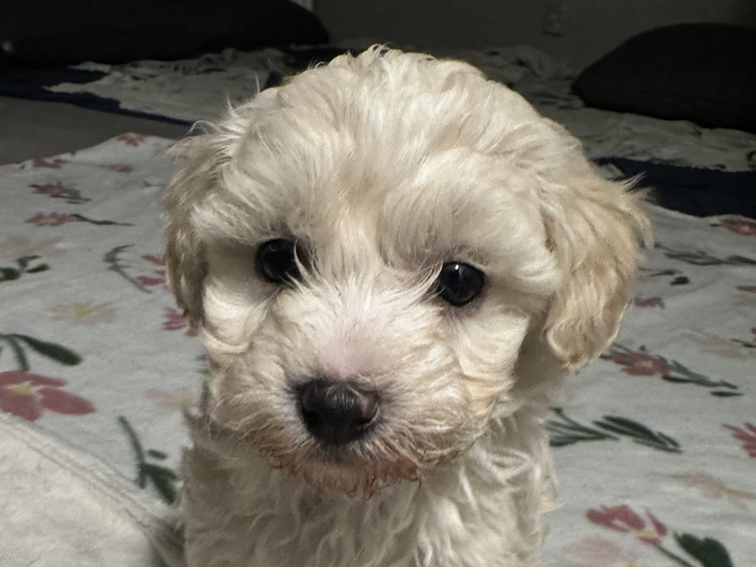 Maltipoo
