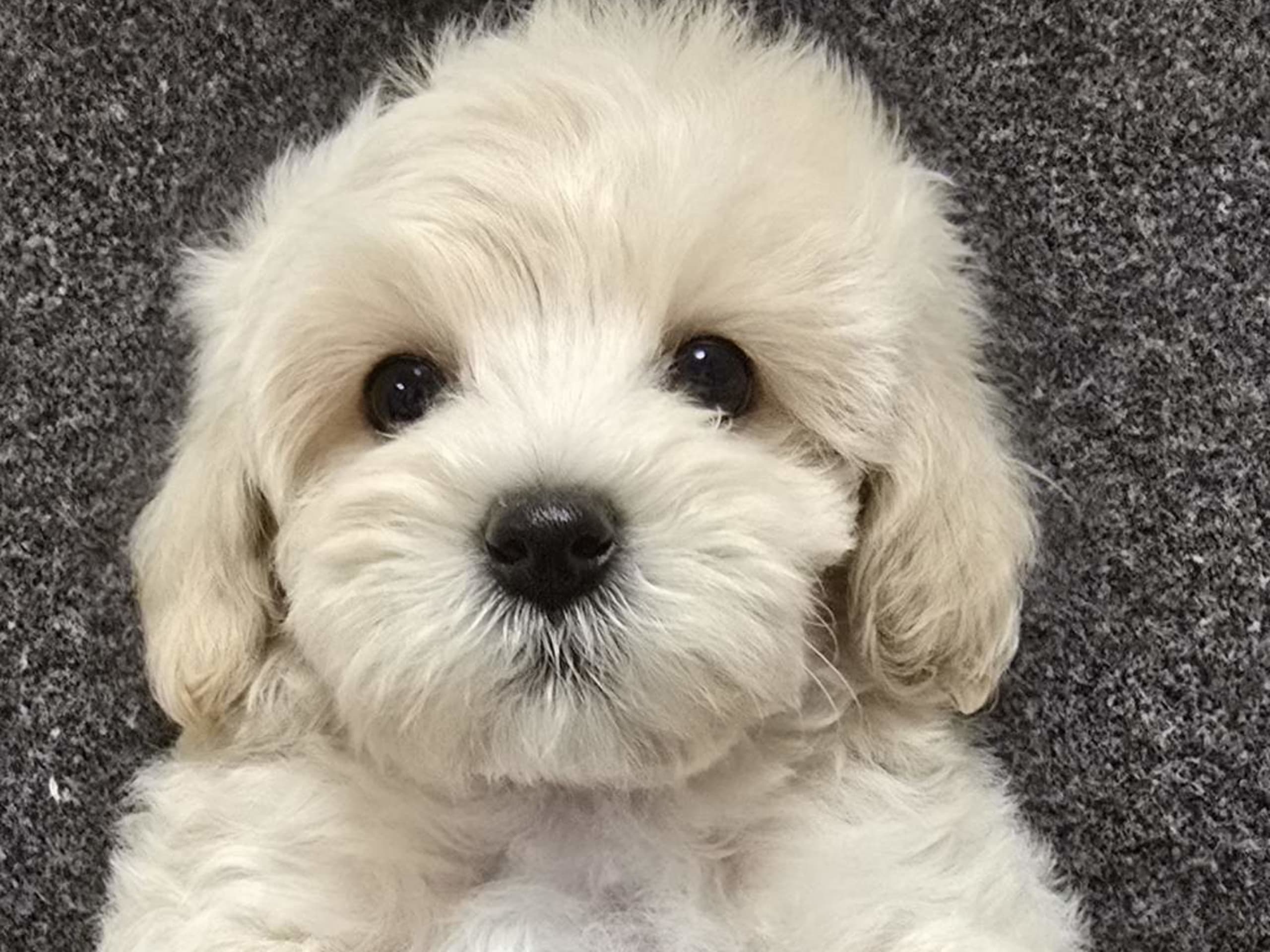Maltipoo