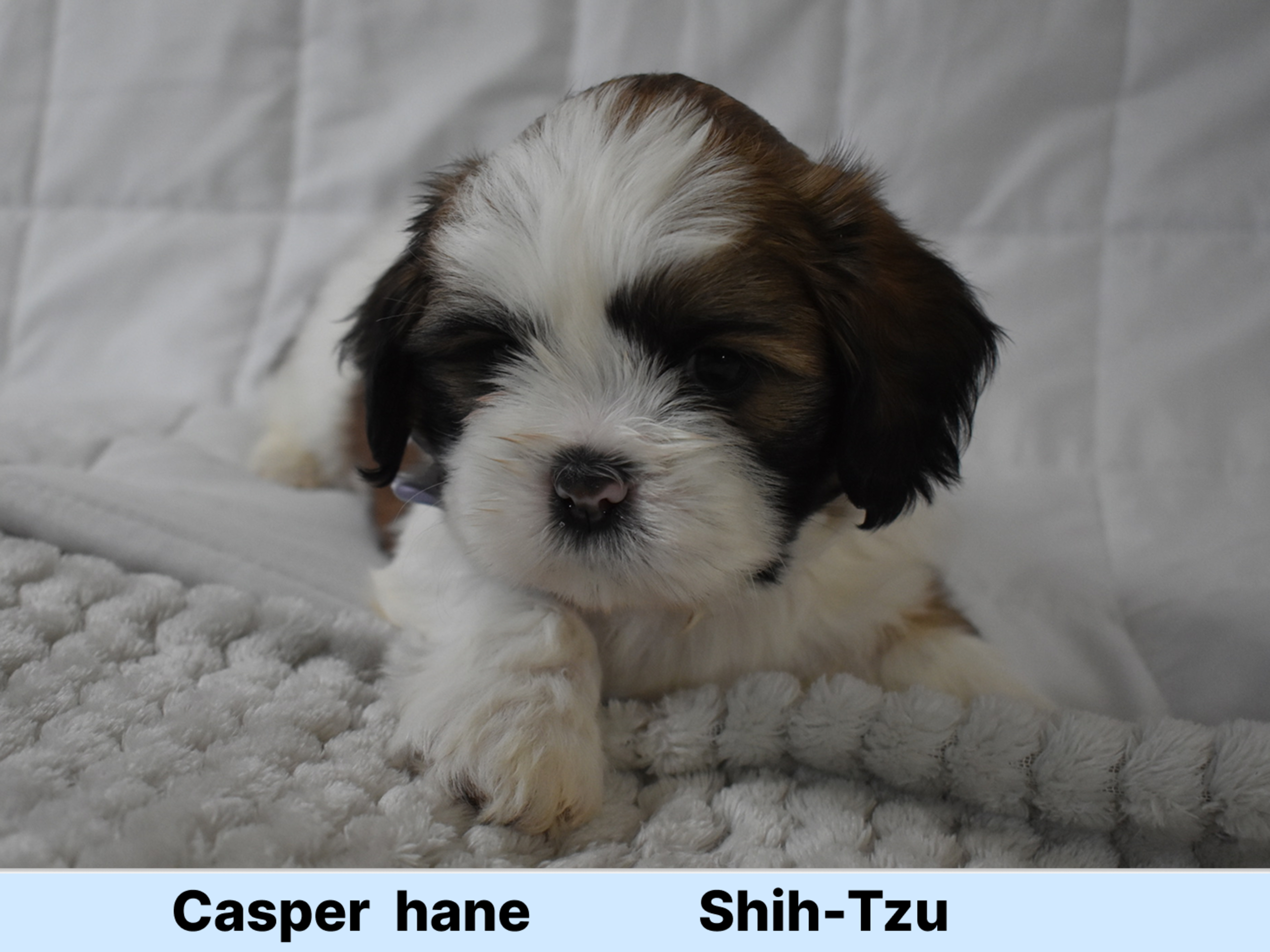 Shih tzu