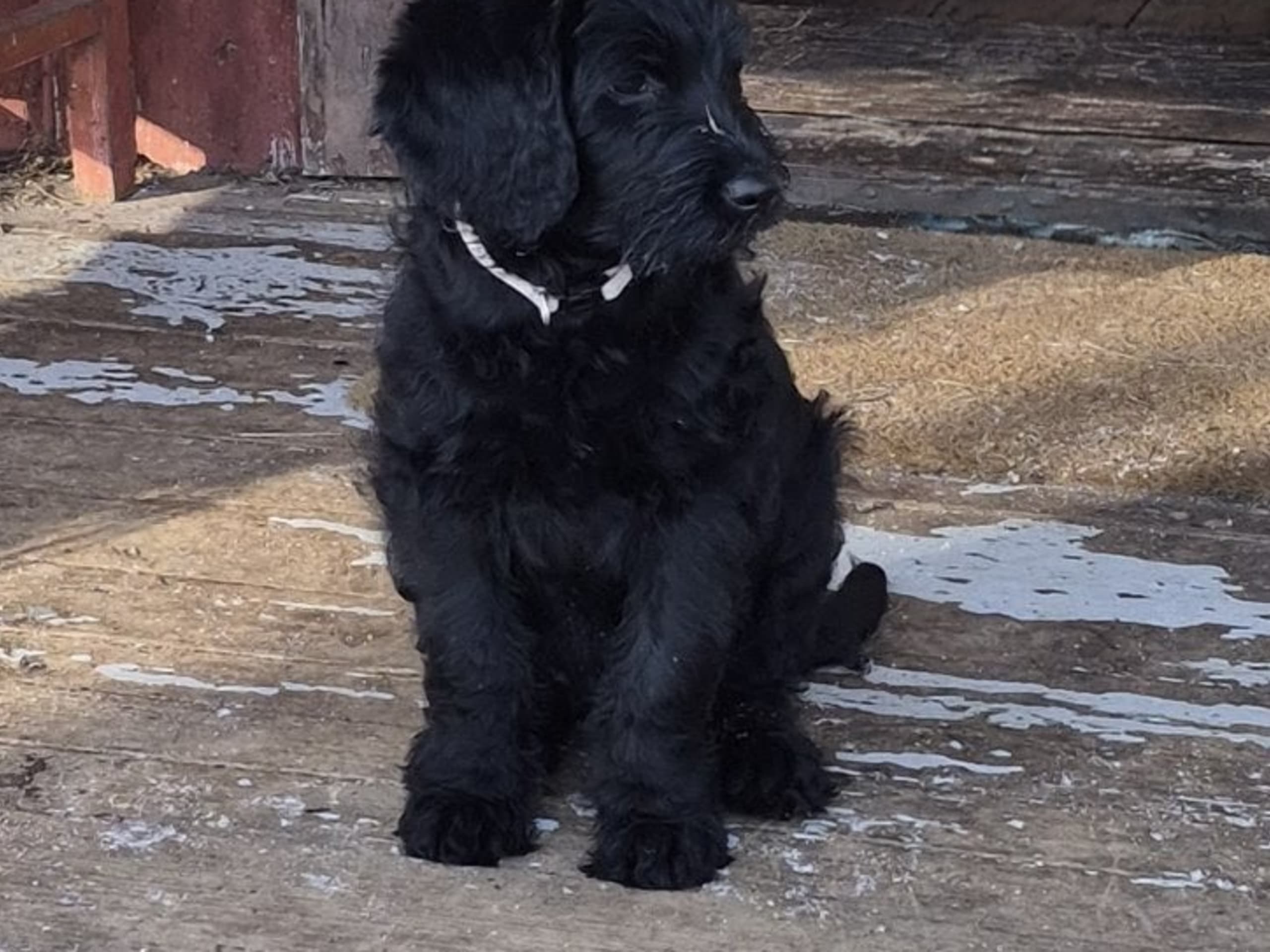 Labradoodle · 2025-12-09 · Kopparberg · Karin L.