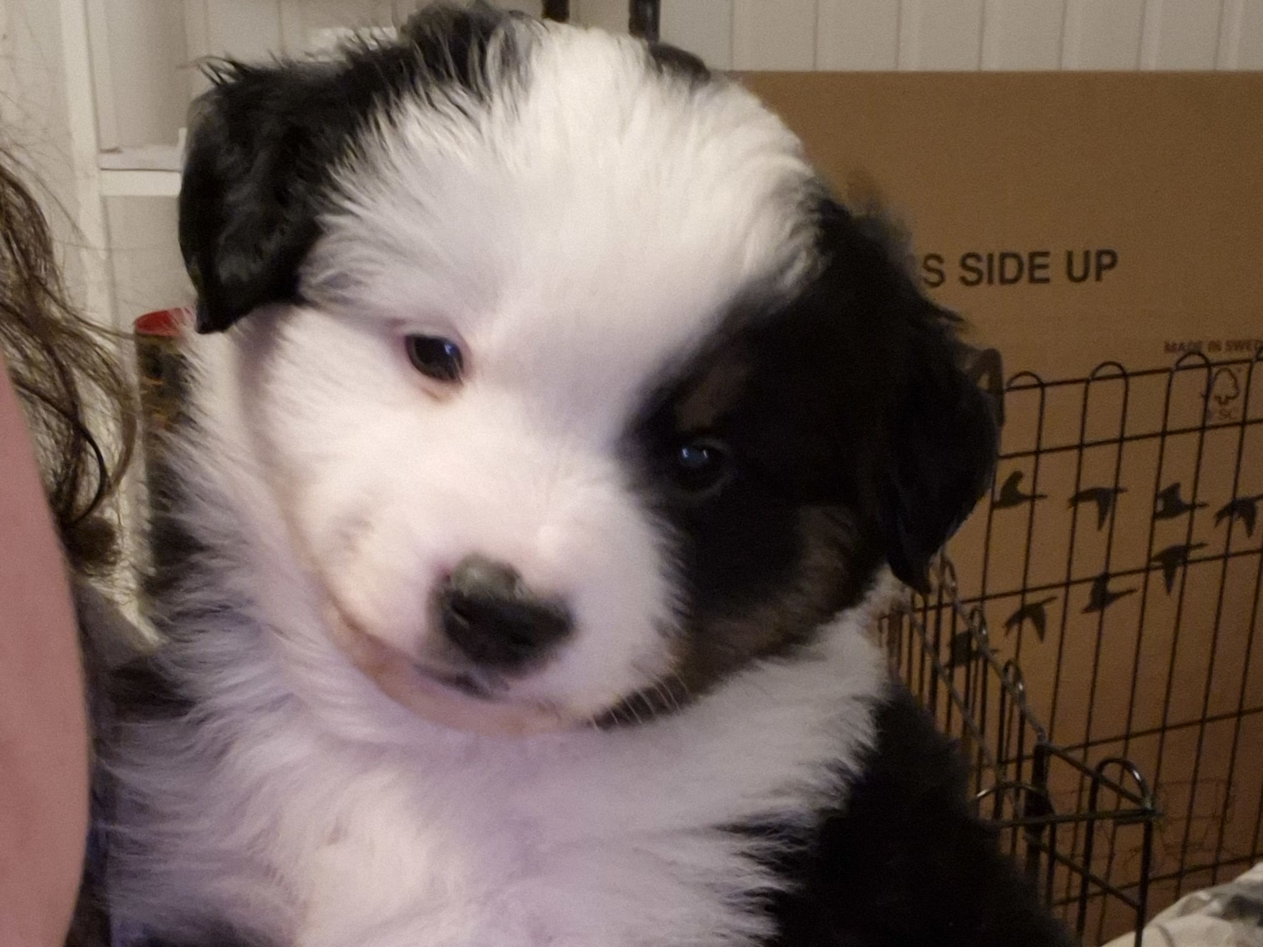 Miniature american shepherd