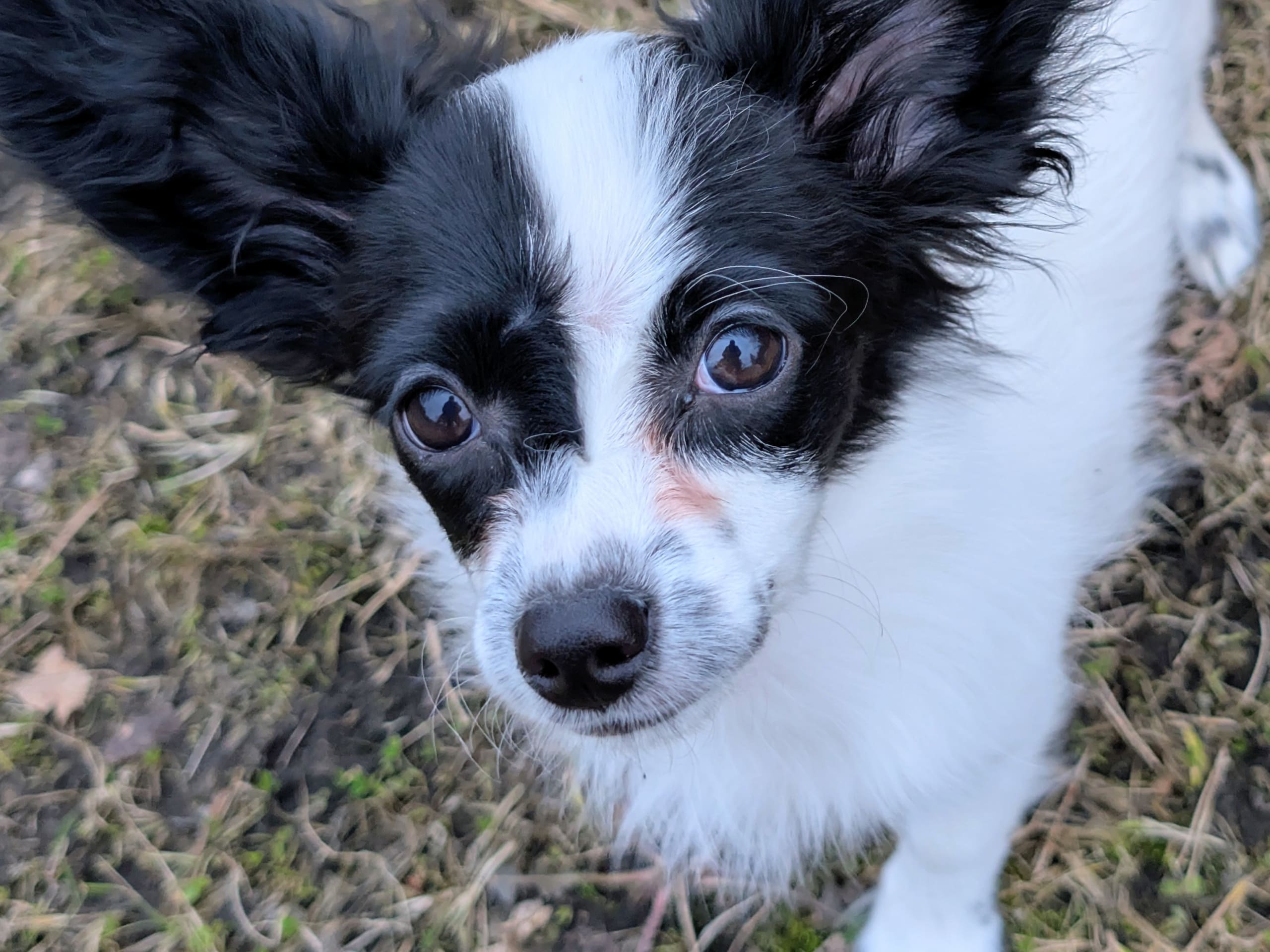 papillonmix · 2025-12-04 · Hälleforsnäs · Lena A.