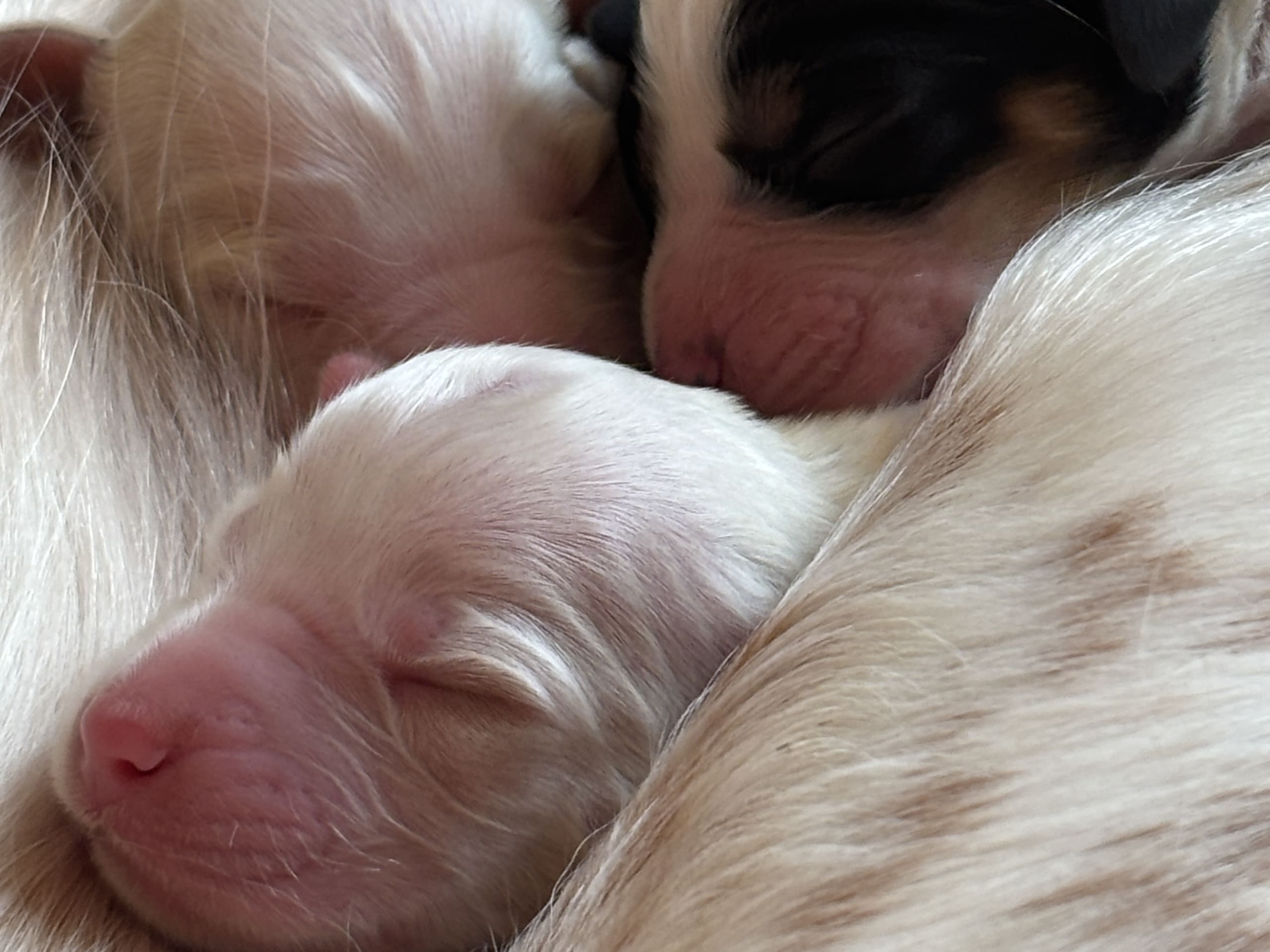 Engelsk setter · 2026-03-13 · Førde · Joachim M.