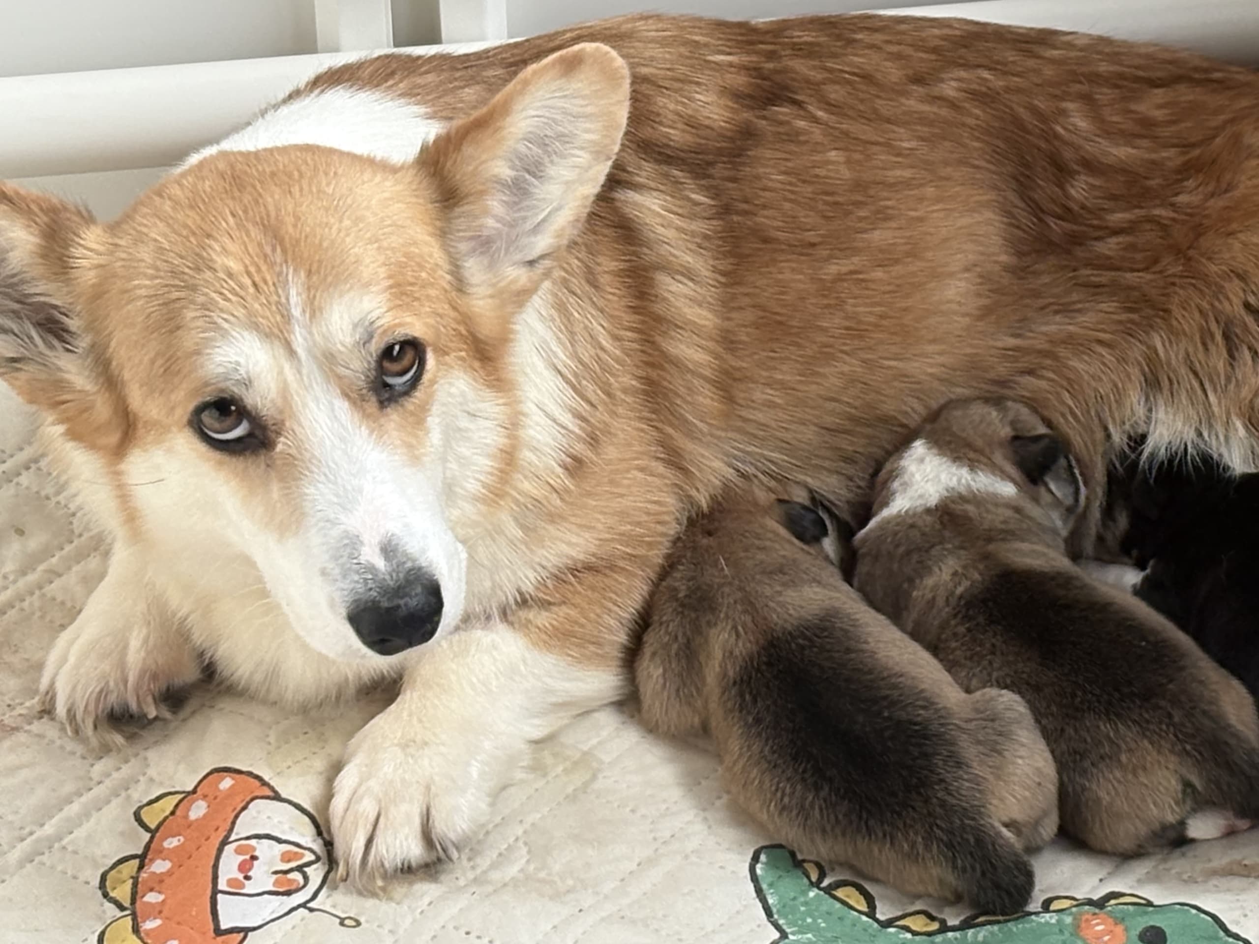 Welsh corgi pembroke