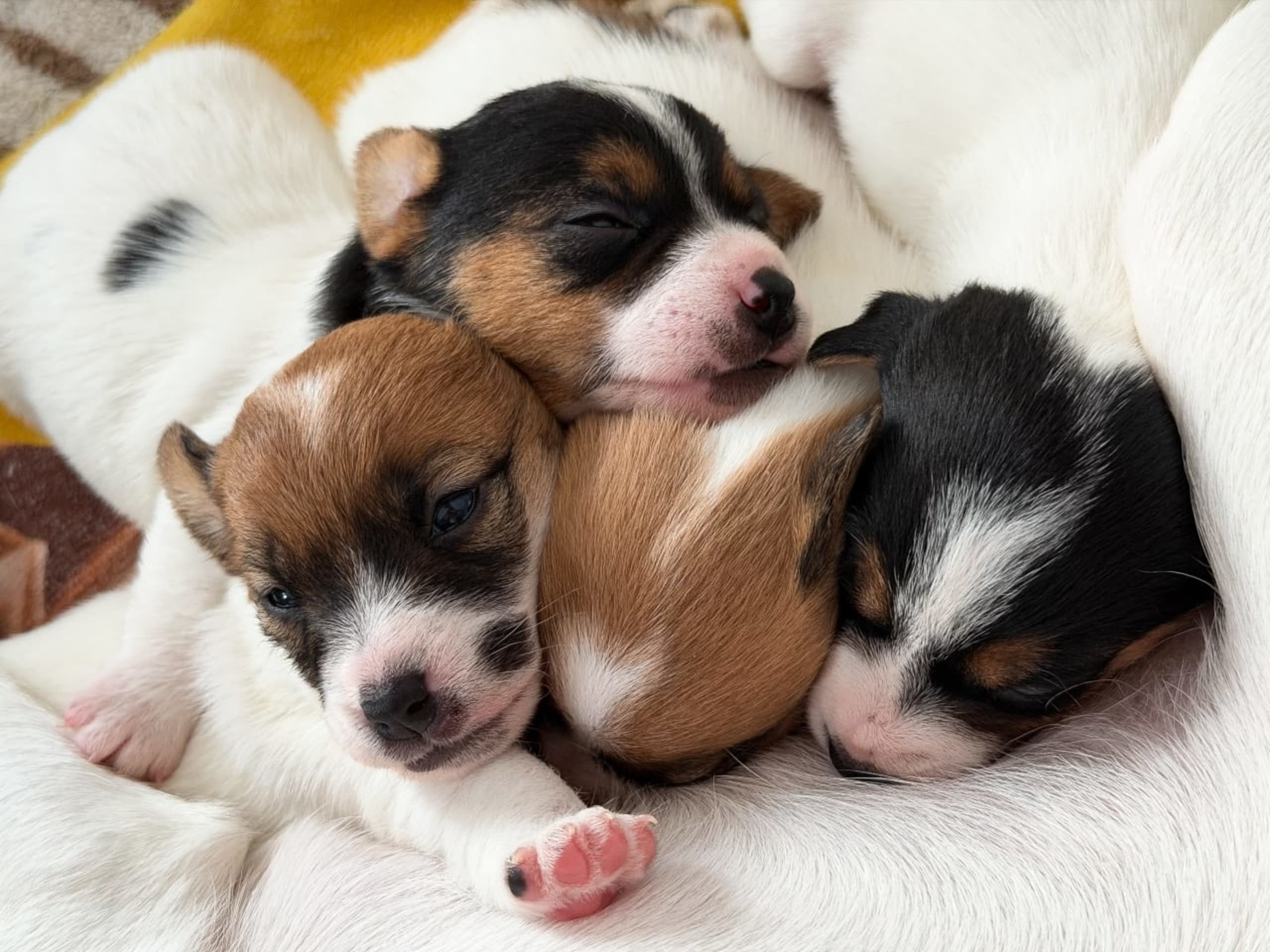 Jack russell terrier