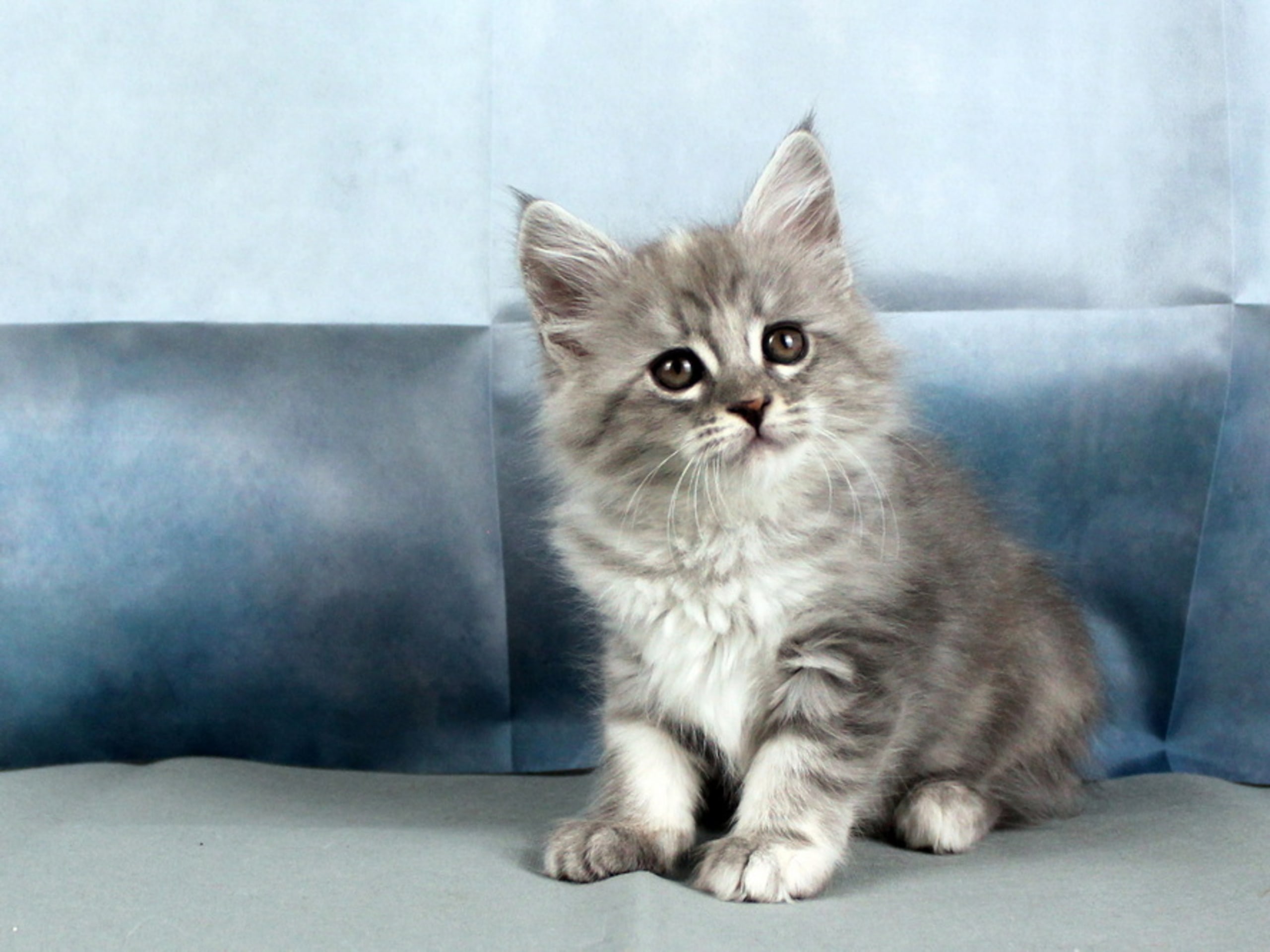 Maine Coon · 2026-01-16 · Västra Frölunda · Dagdrivarn