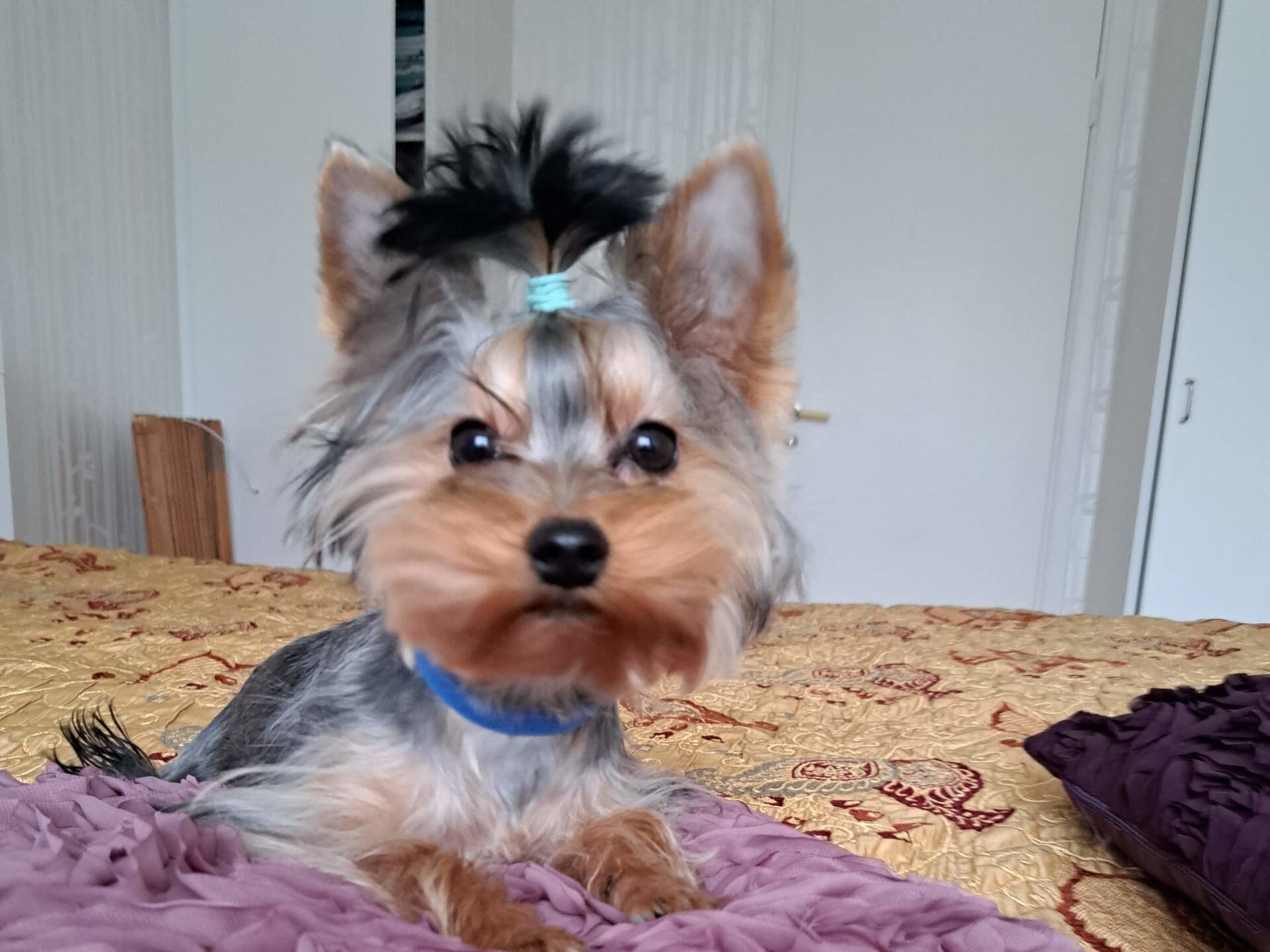Yorkshireterrier · 2025-09-17 · Märsta · Donna of Parys