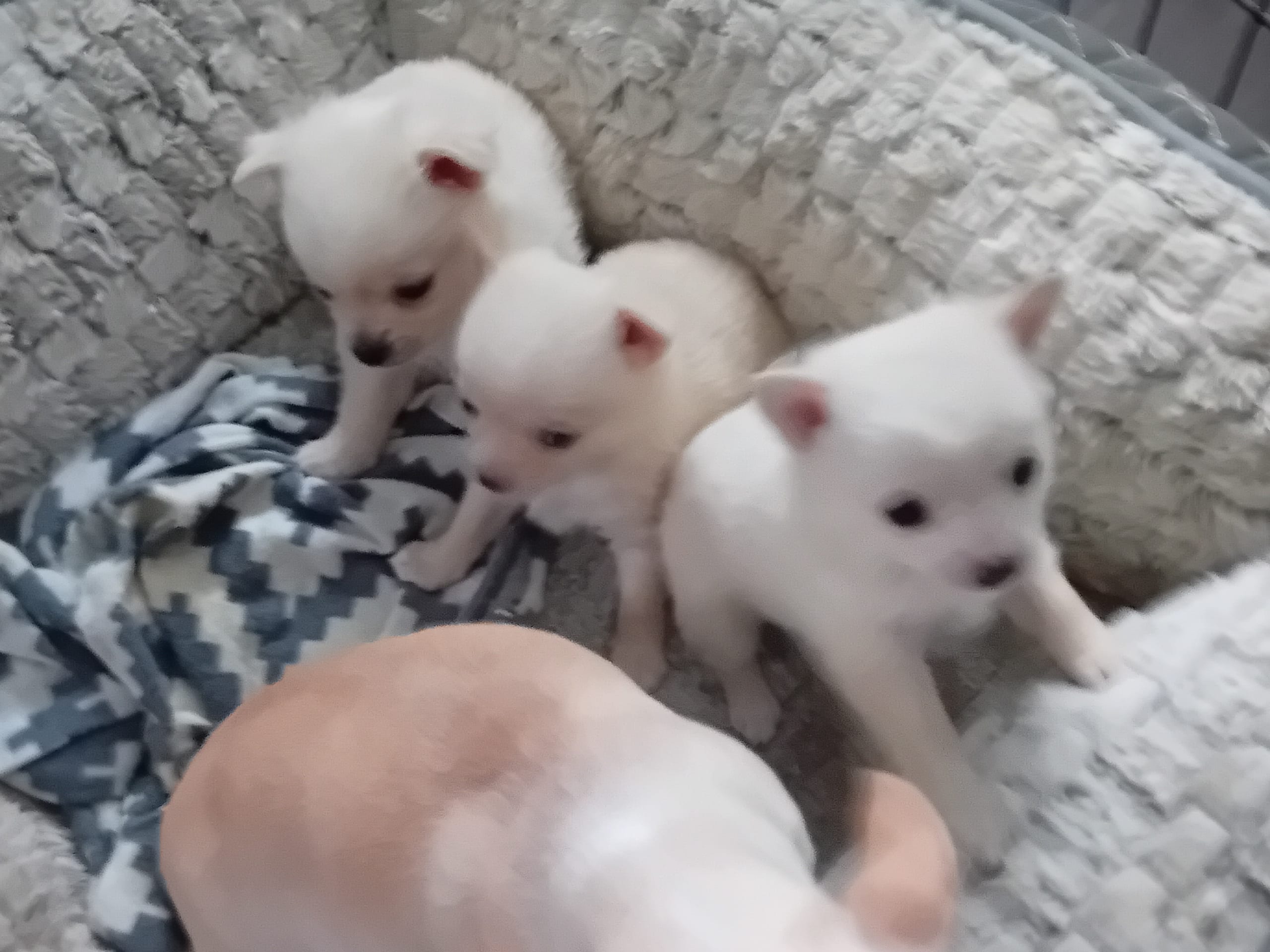 Blandras Pomchi · 2026-01-26 · Svenljunga · Sirpa O.