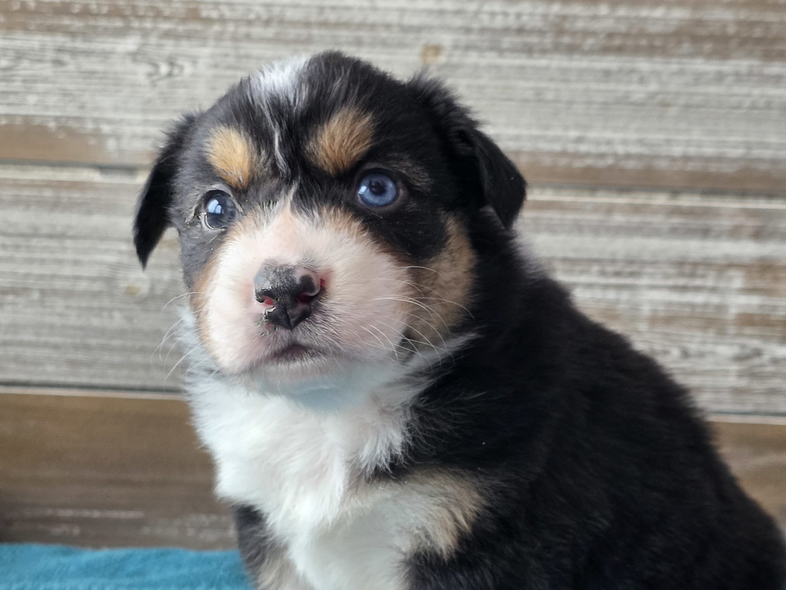 Australian shepherd