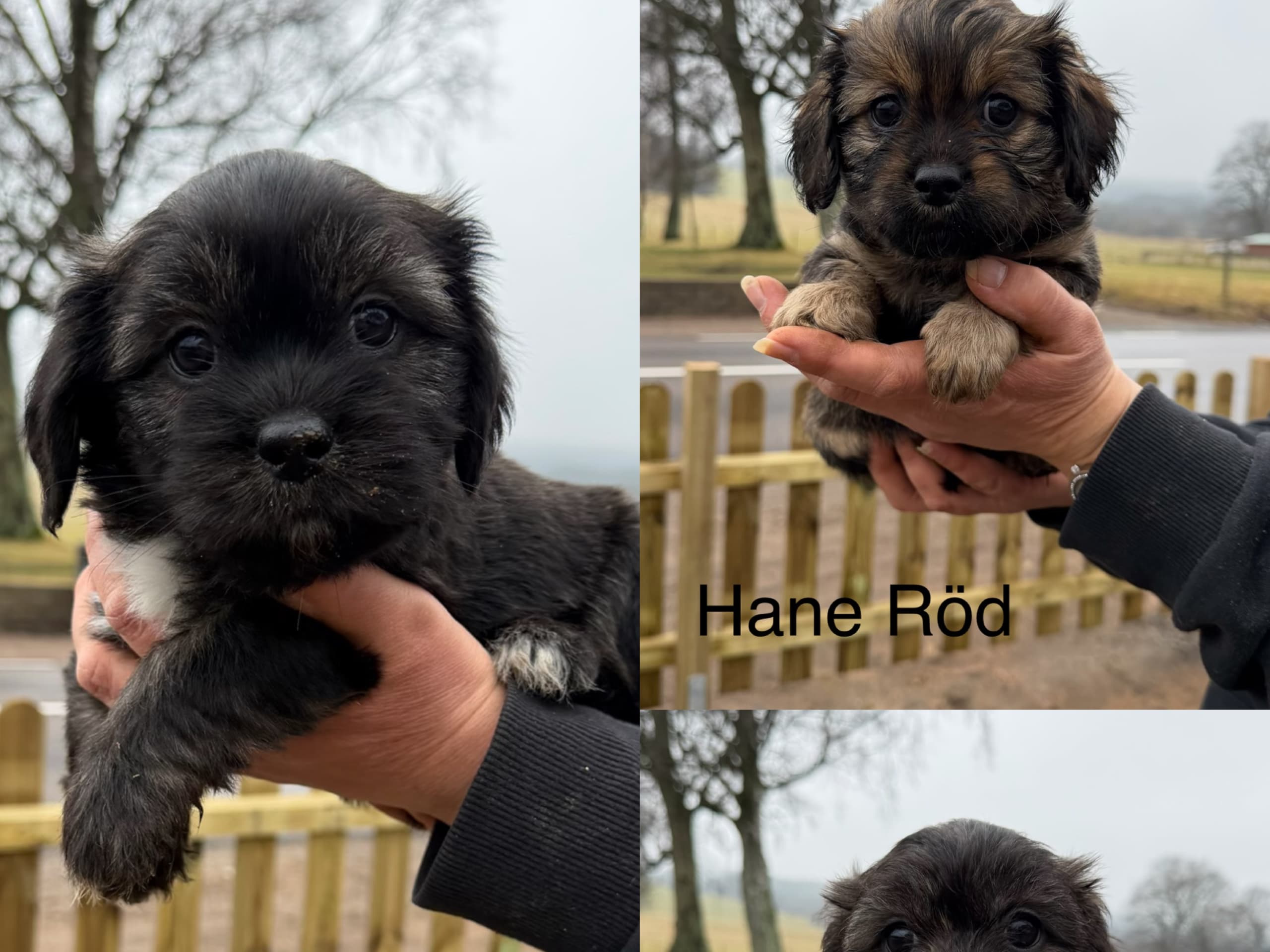 Shih tzu / Lhasa Apso · 2026-01-10 · östra karup · Tina N.