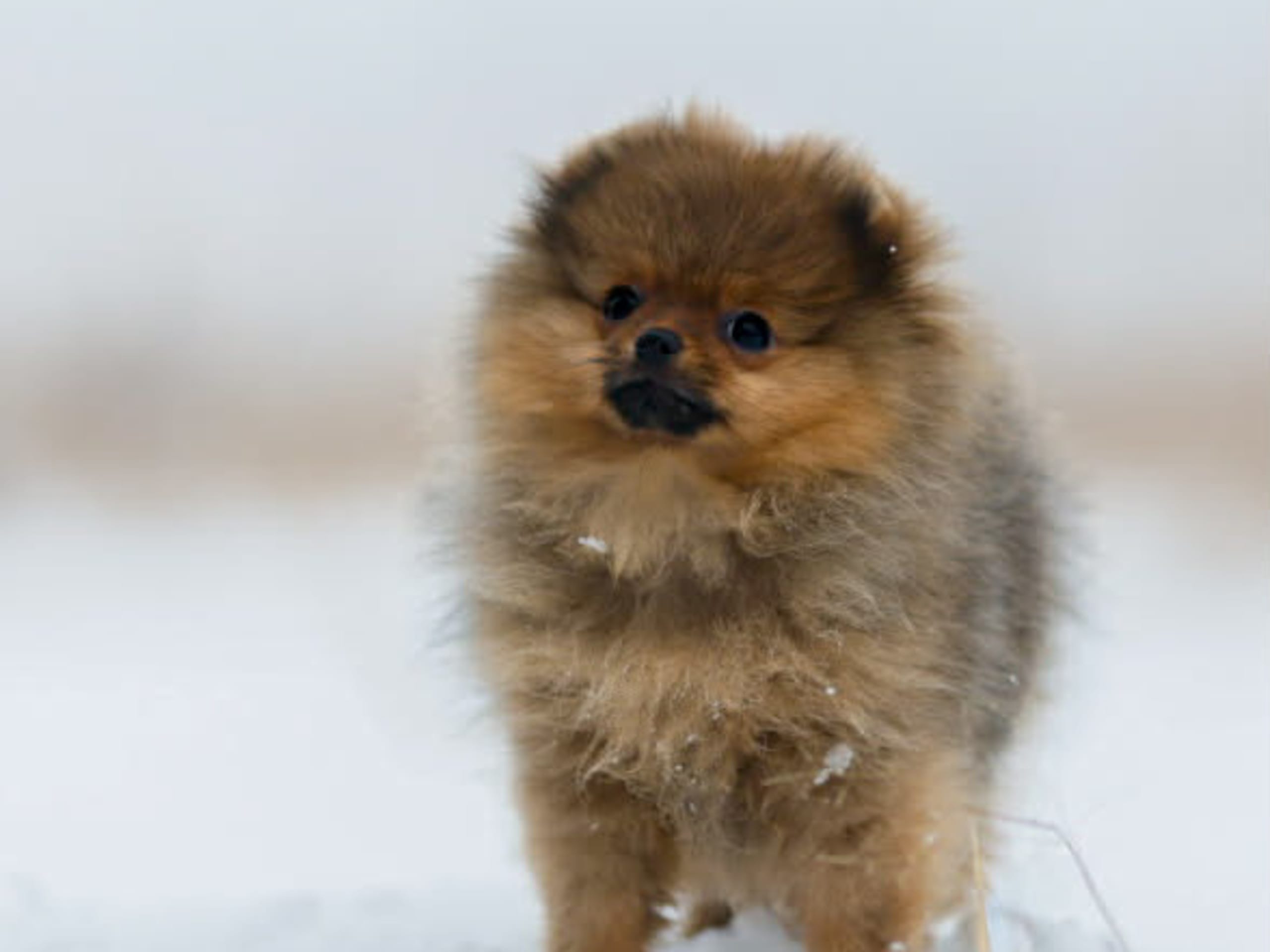 Pomeranian · 2025-11-23 · Uddevalla · Lavendelblommans kennel