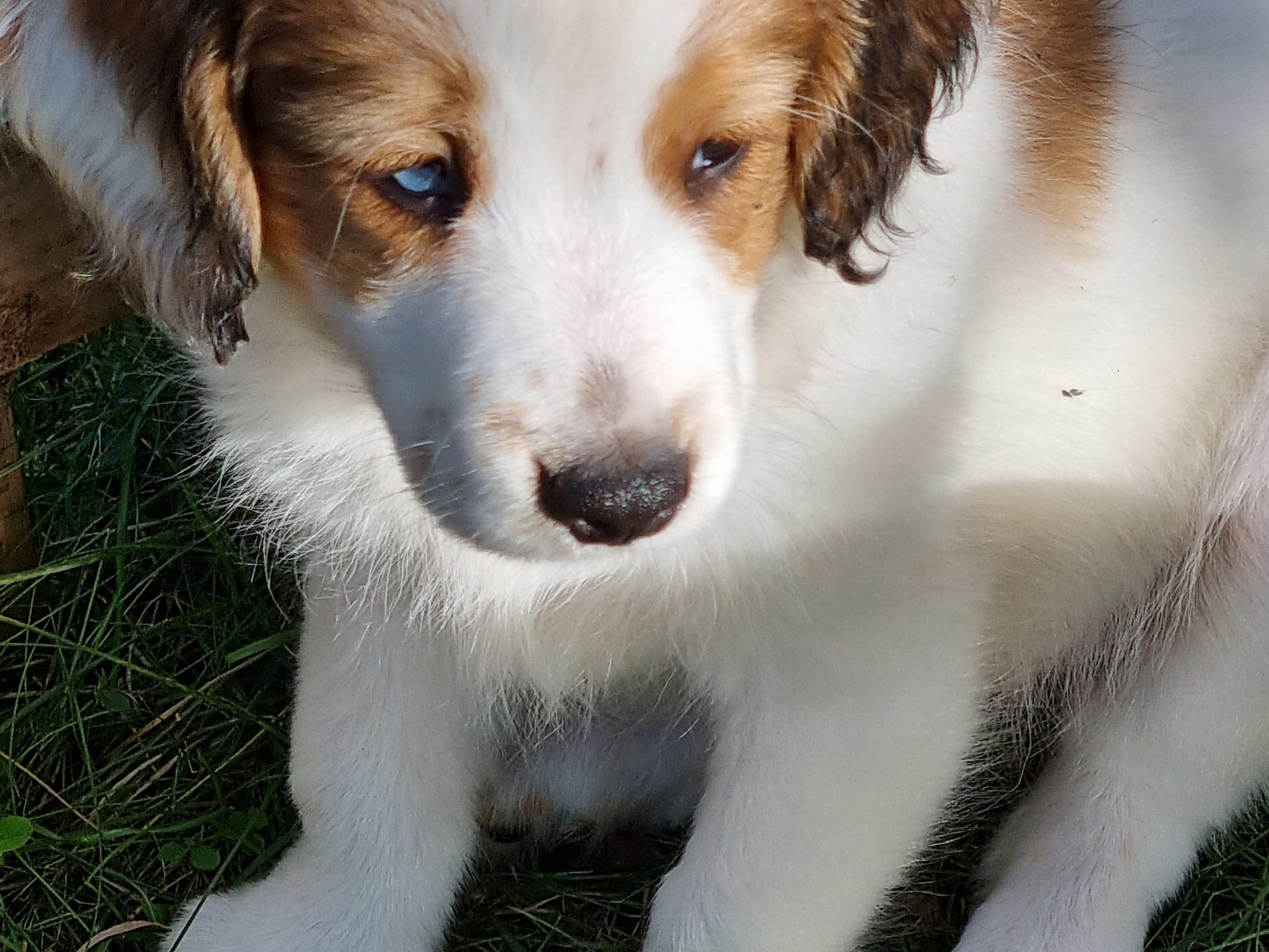 Nederlandse kooikerhondje