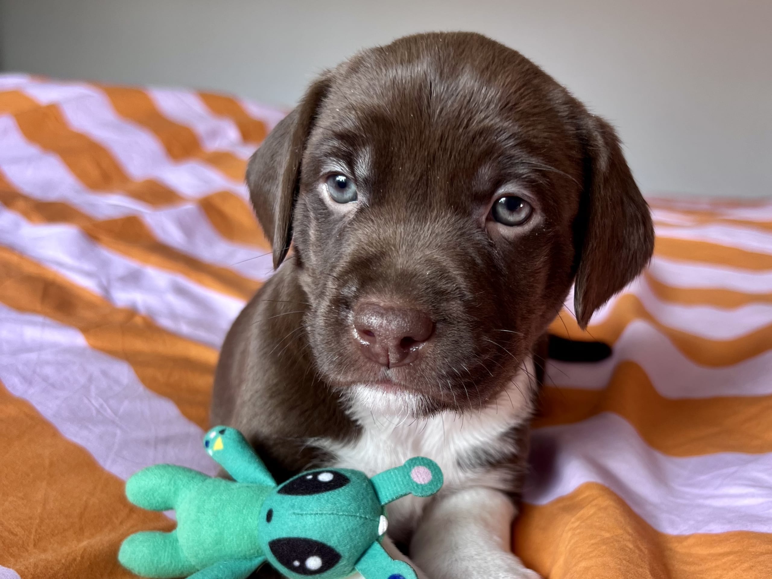 Cocker Jack · 2026-02-03 · Motala · Elin F.