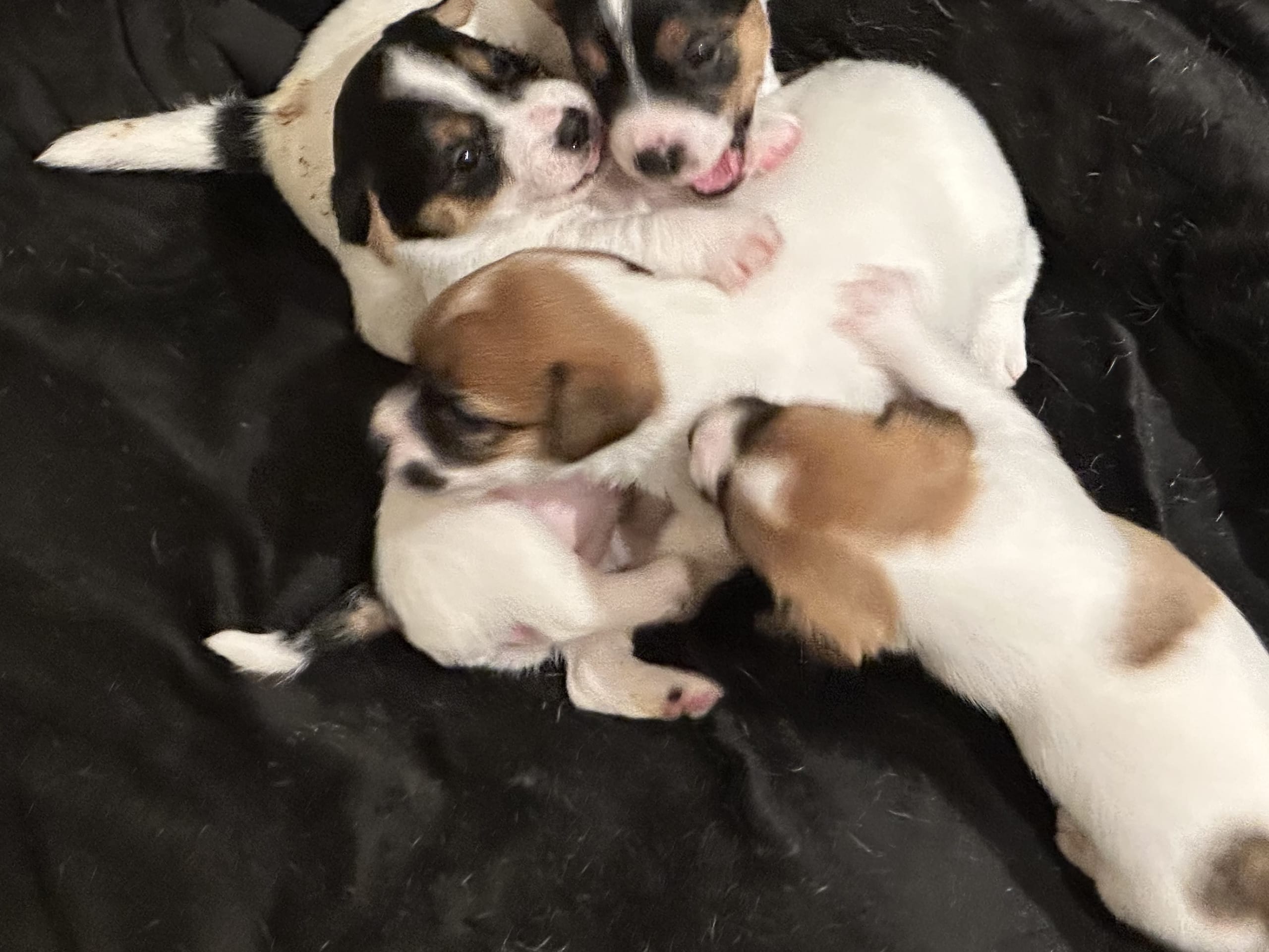 Jack russell terrier